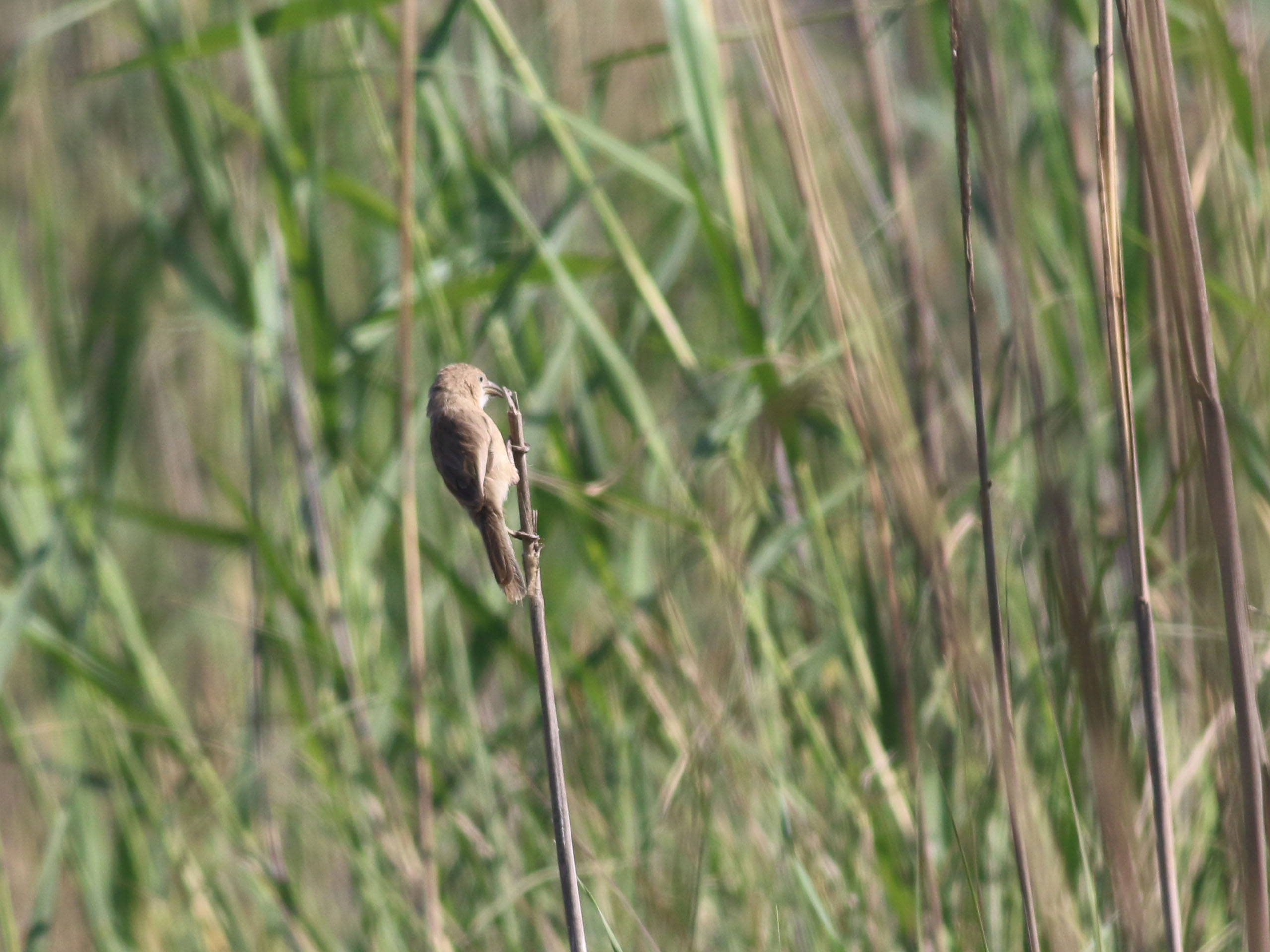 Iraq Babbler