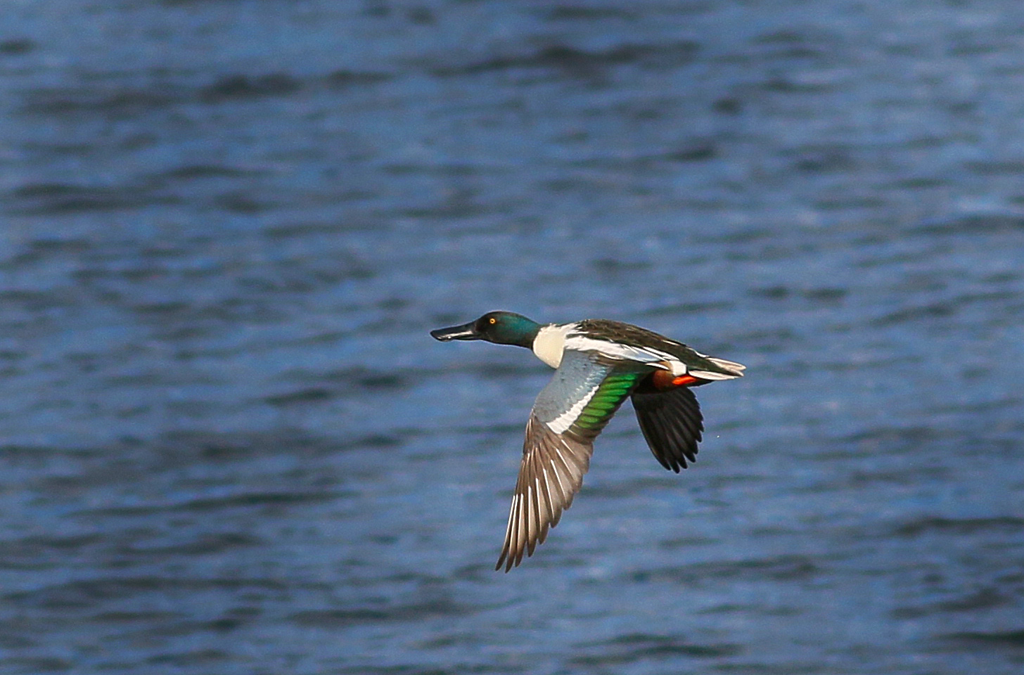 Northern Shoveler