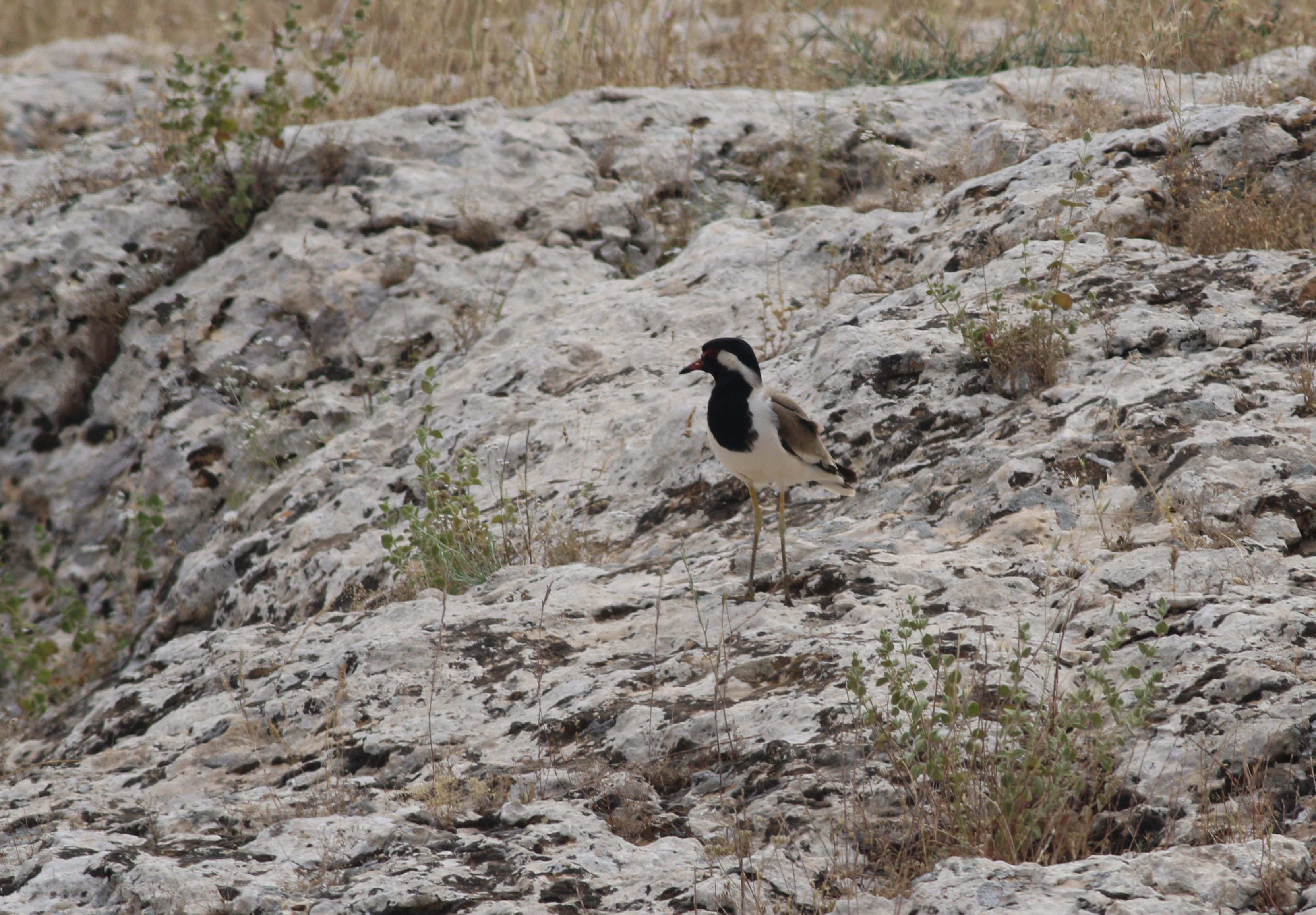 Red-wattled Lapwing
