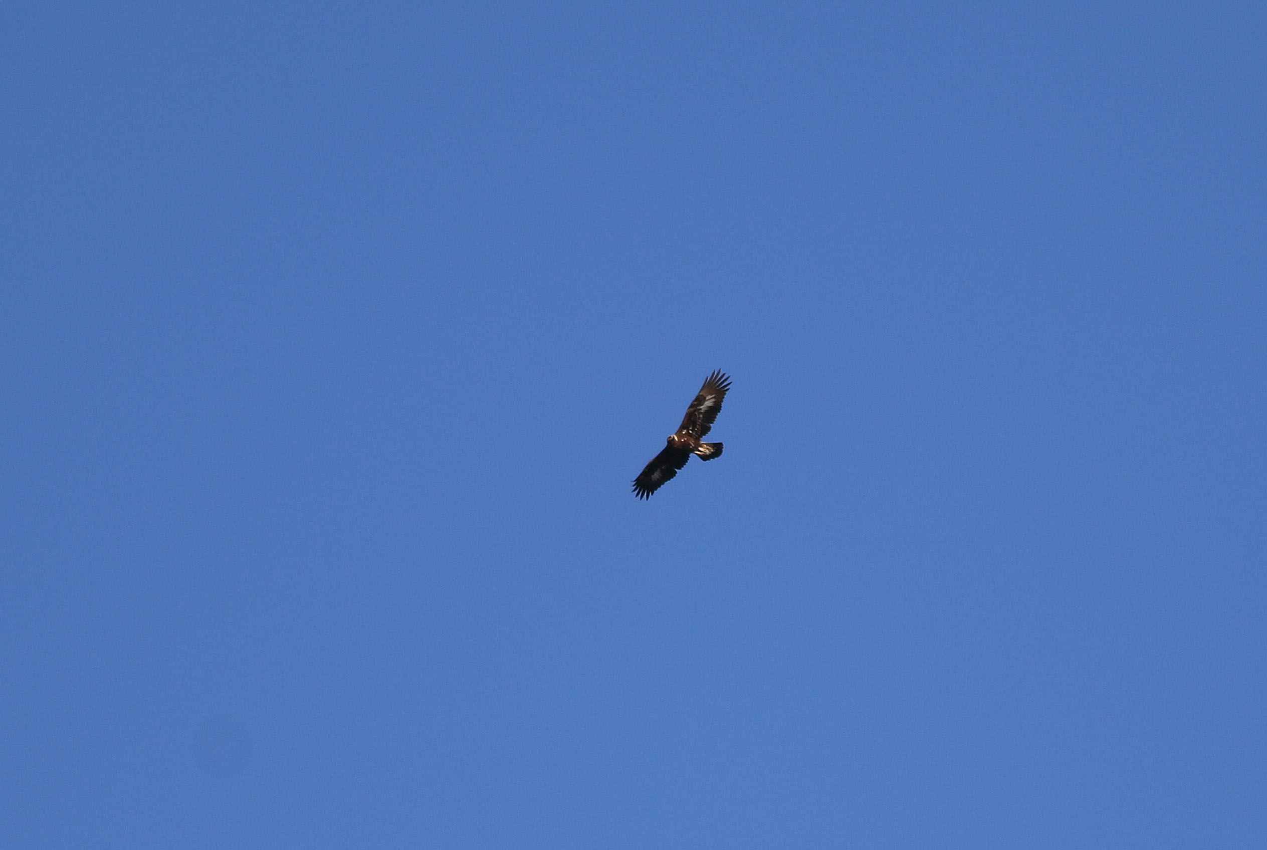 Golden Eagle