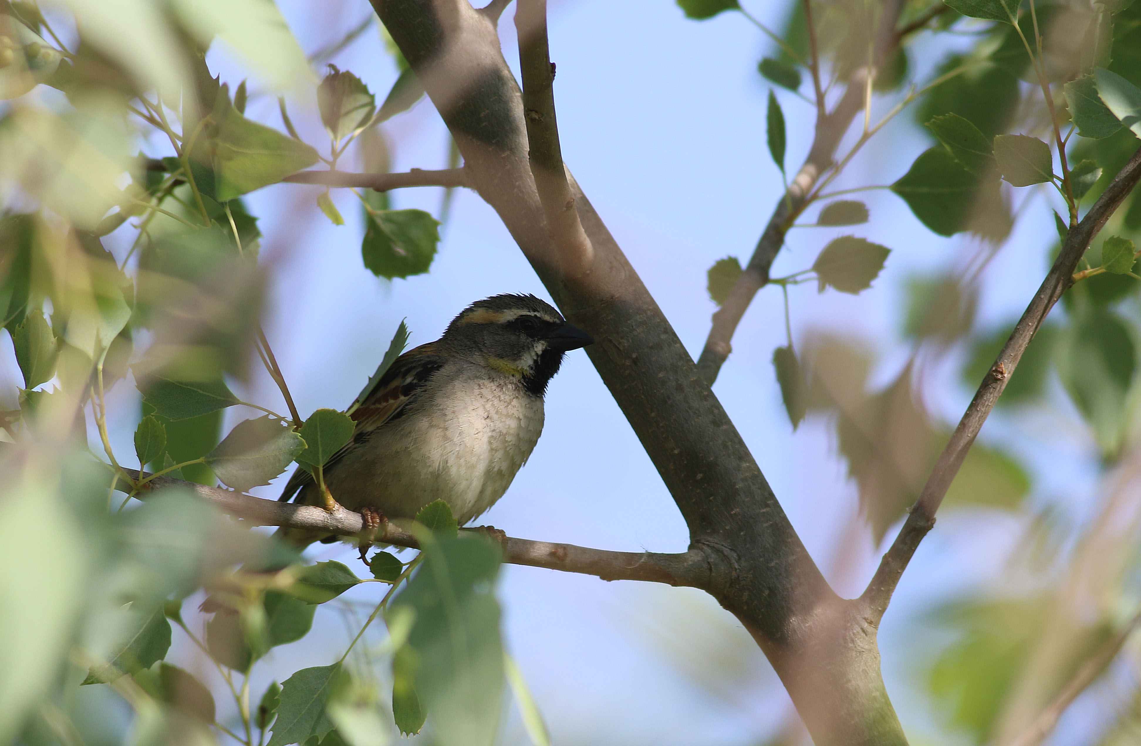 Dead Sea Sparrow