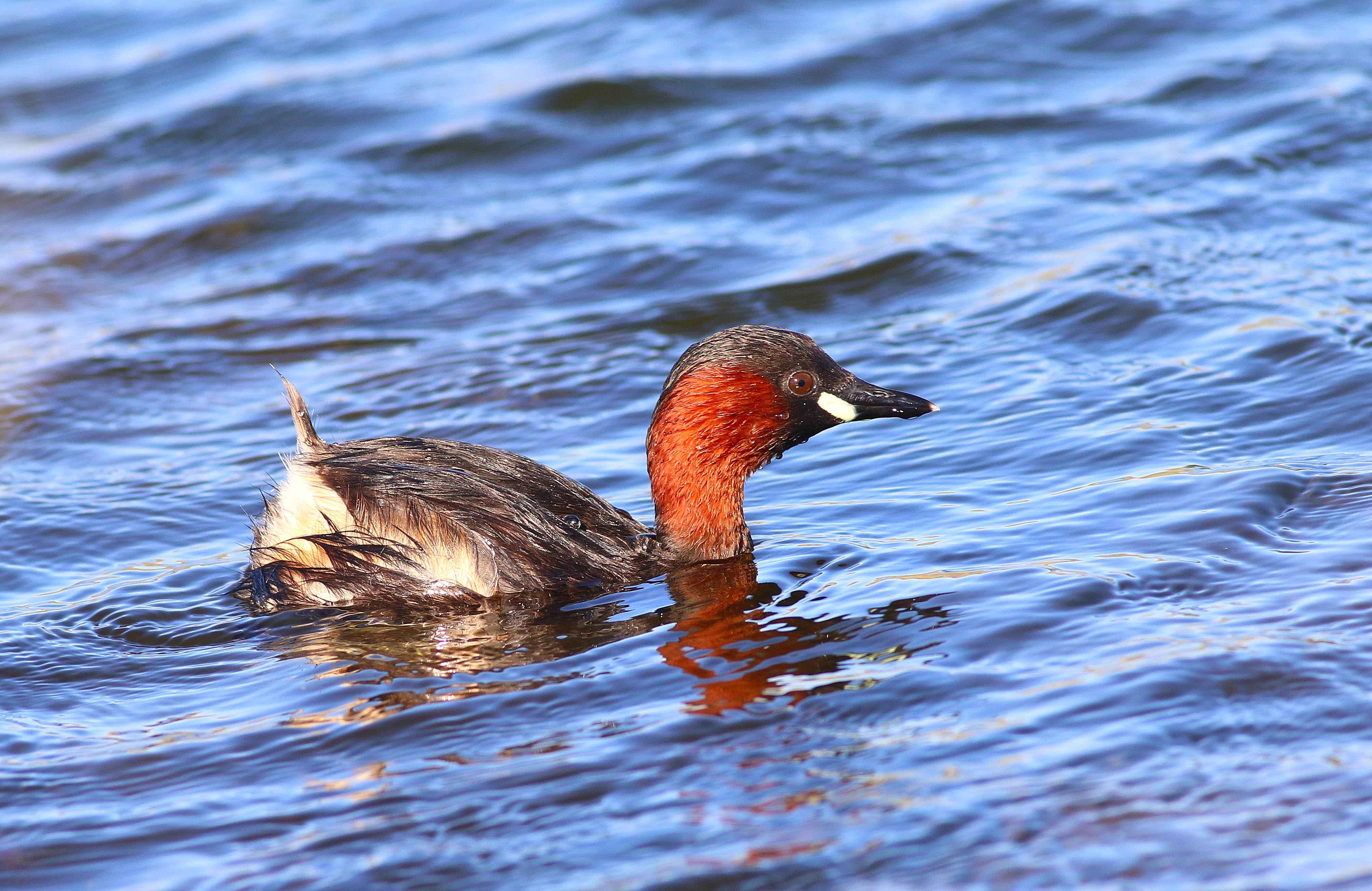 Little Grebe