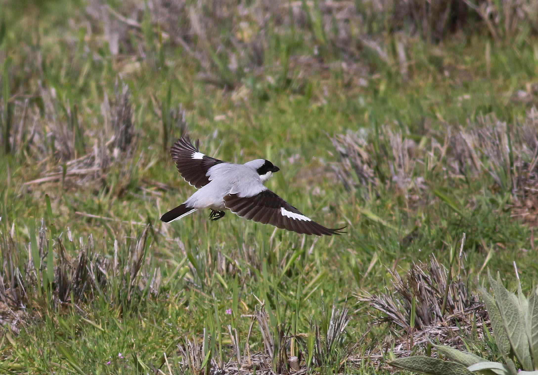 Lesser Gray Shrike