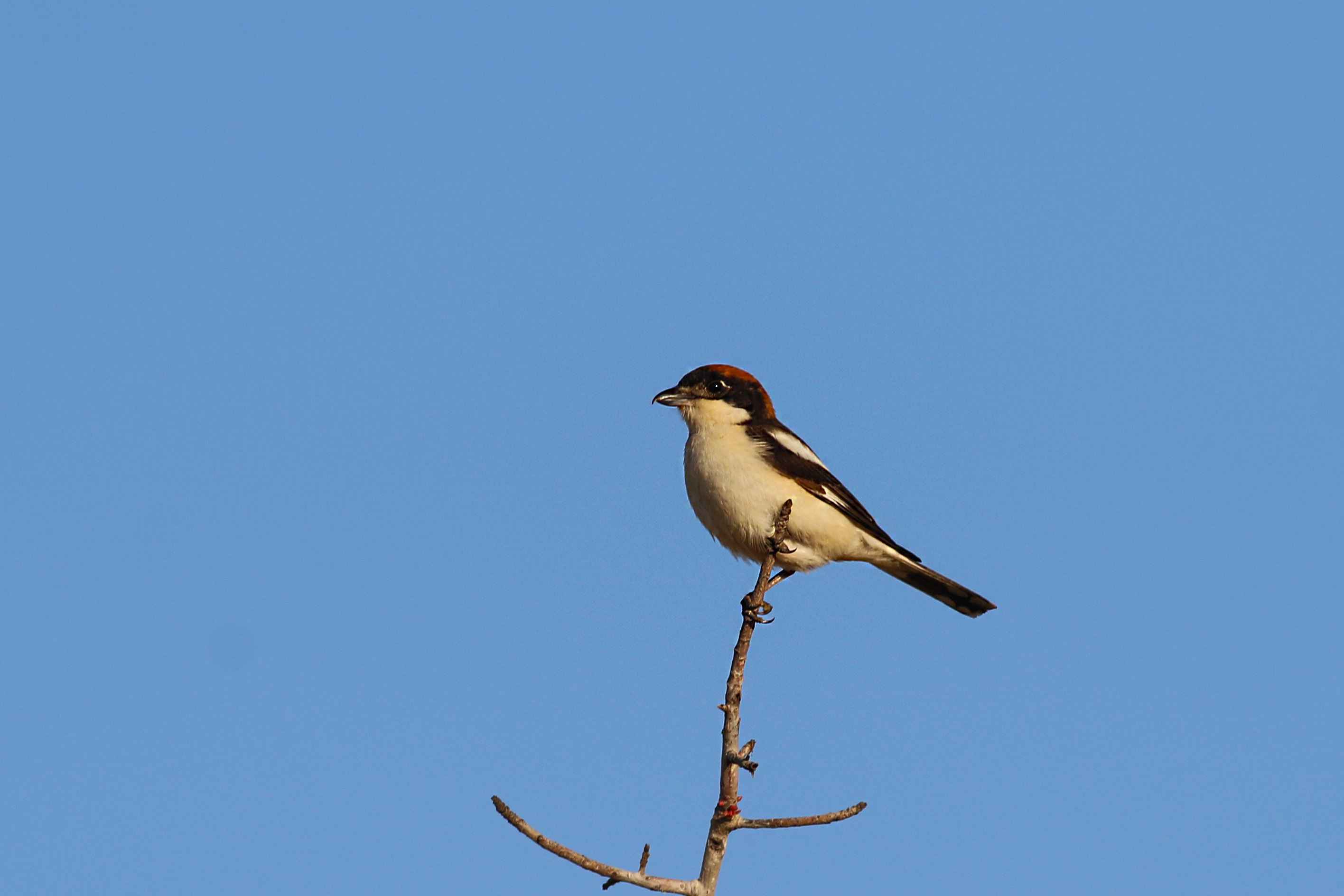 Woodchat Shrike