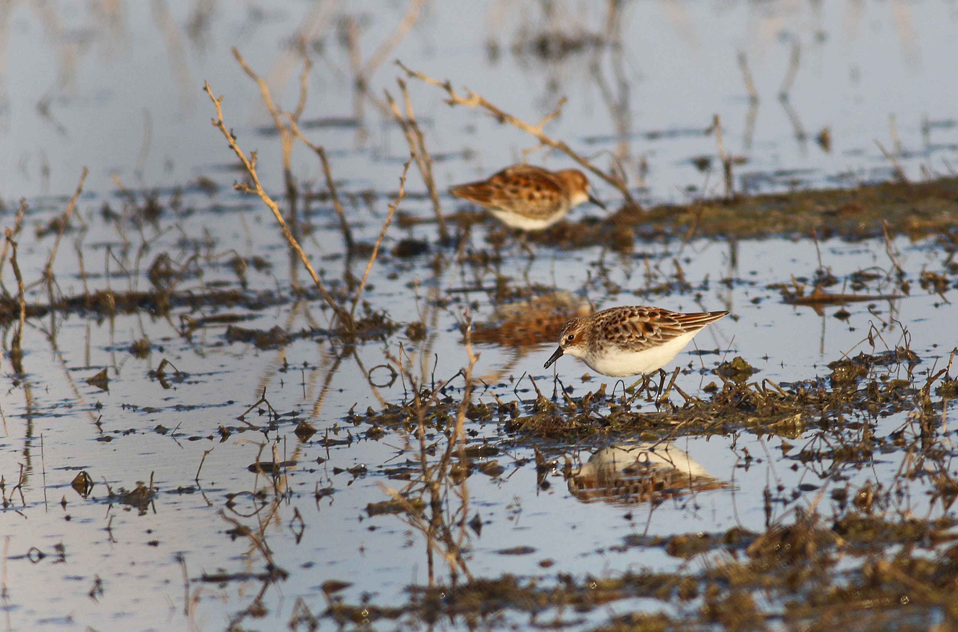 Little Stint