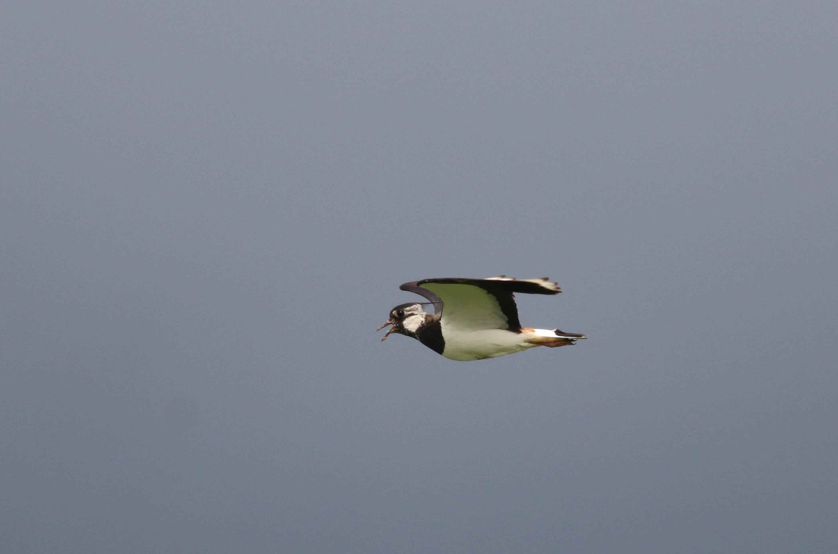 Northern Lapwing