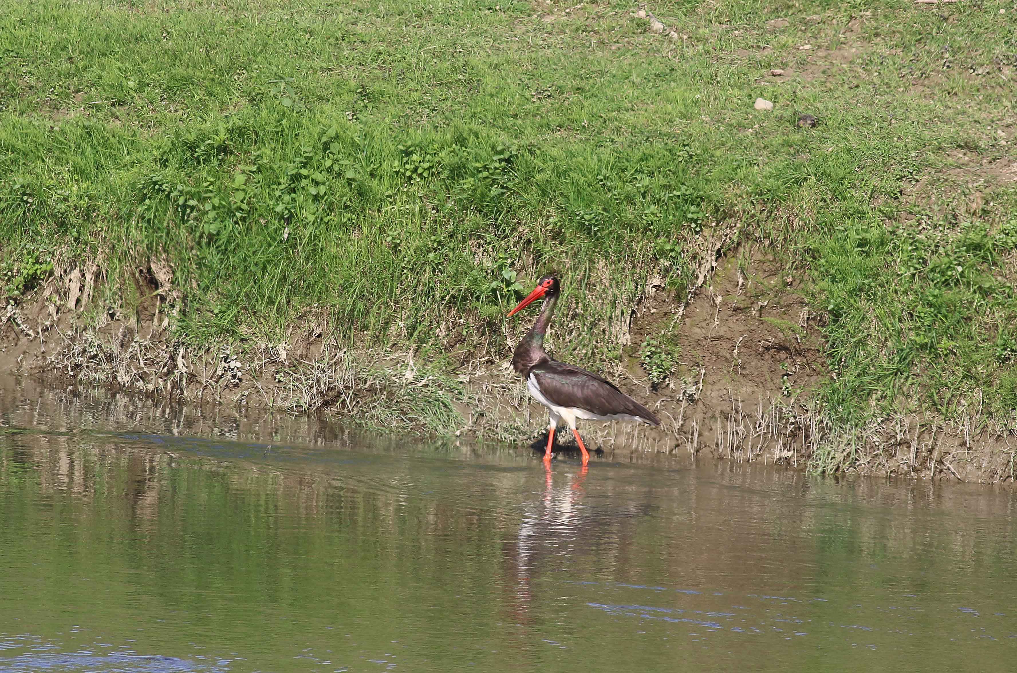 Black Stork