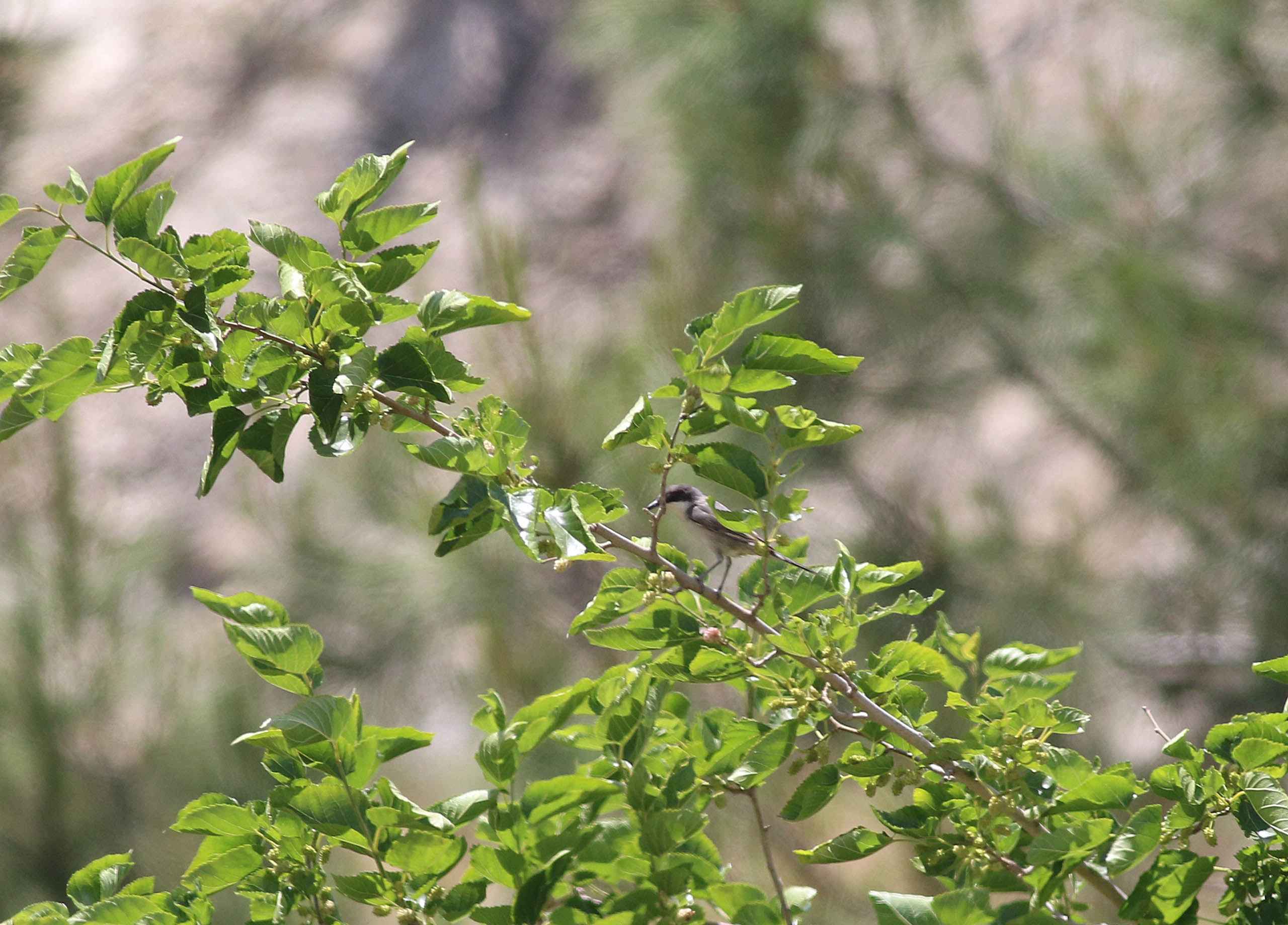 Eastern Orphean Warbler