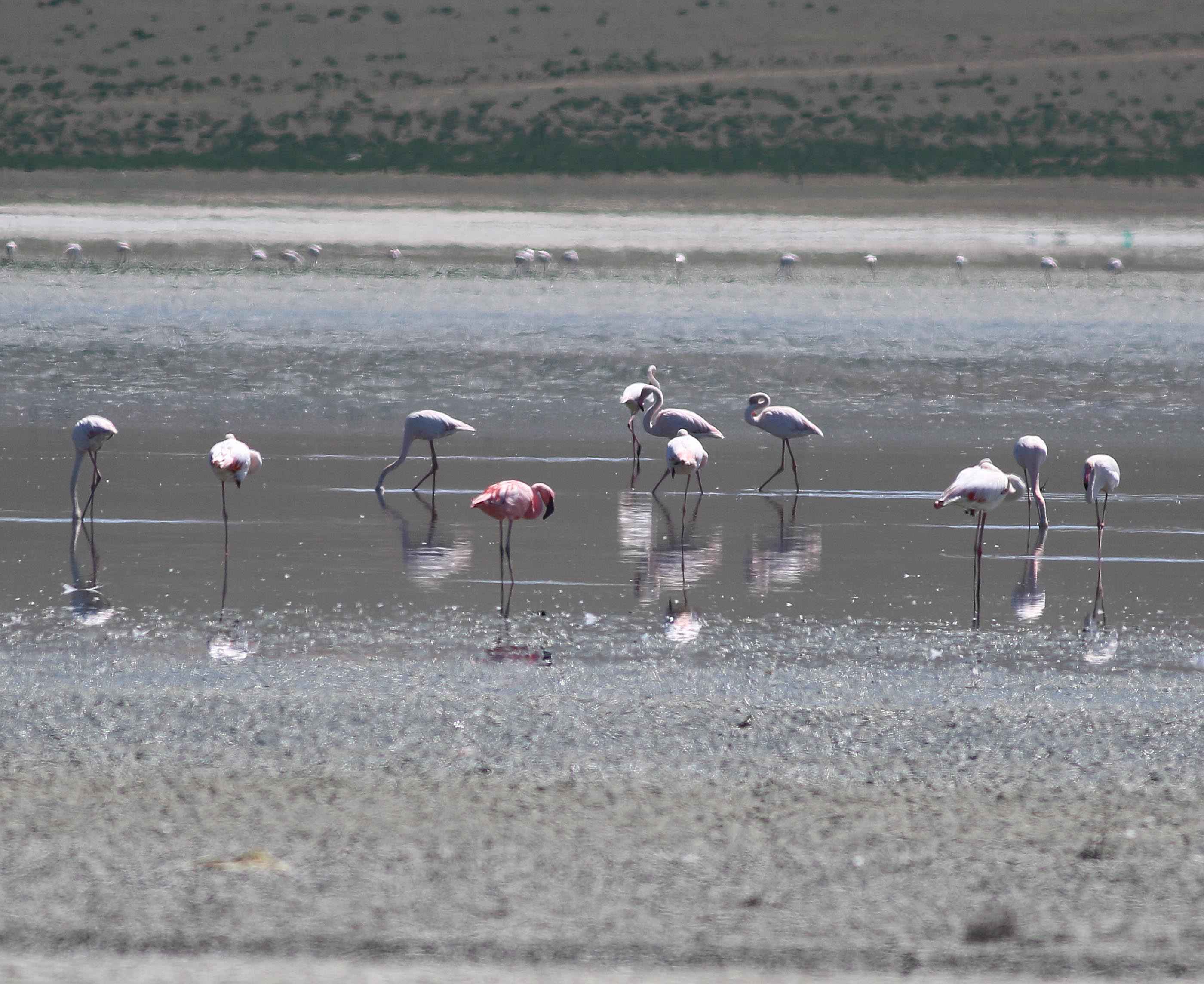 Lesser Flamingo