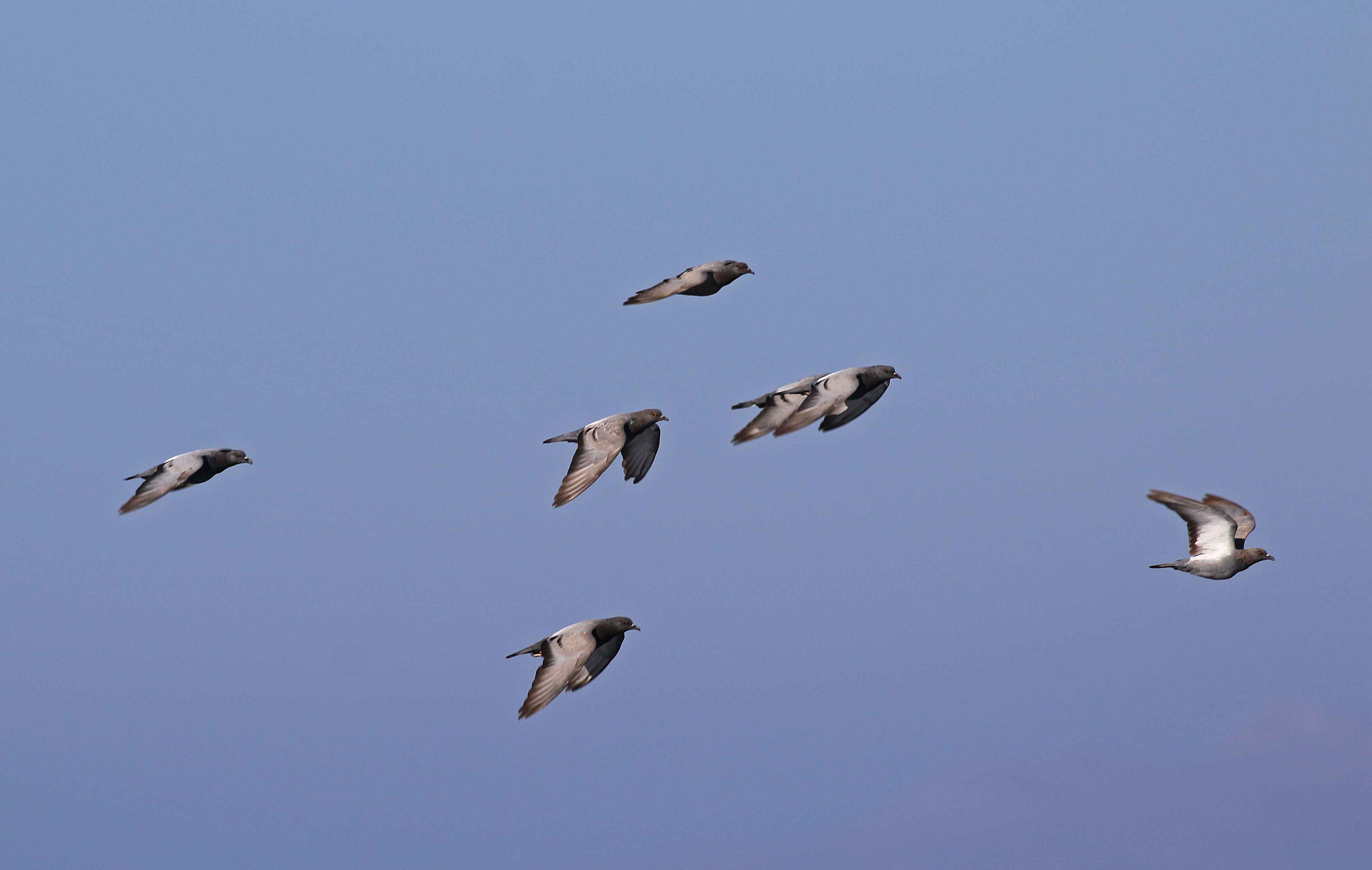 Stock Dove