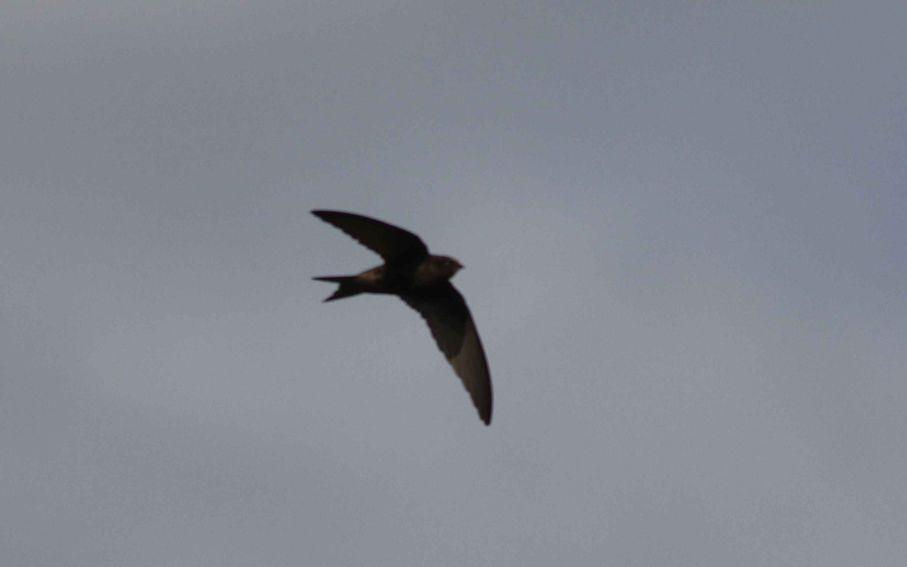 Common Swift