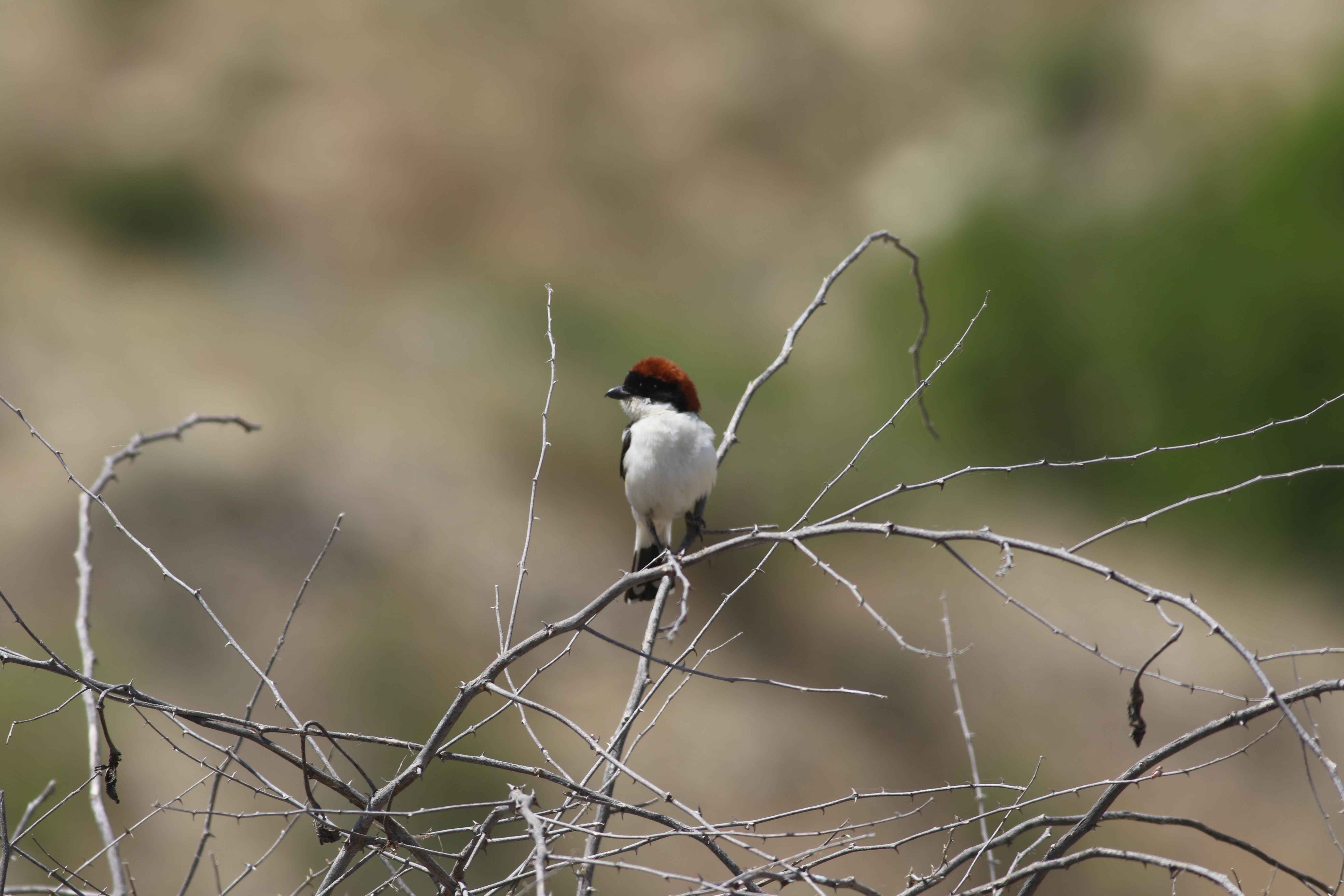 Woodchat Shrike
