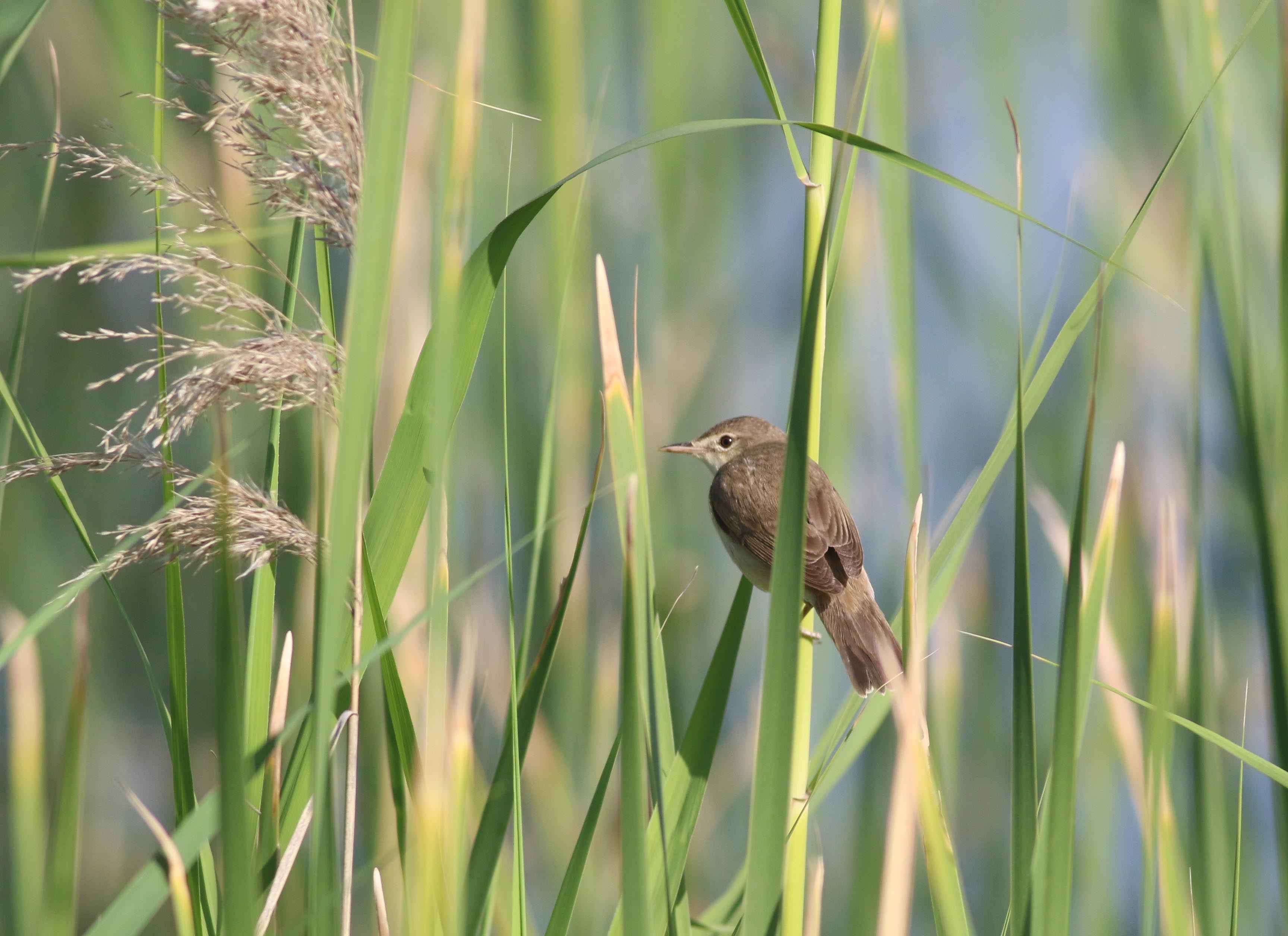 Eurasian Reed Warbler