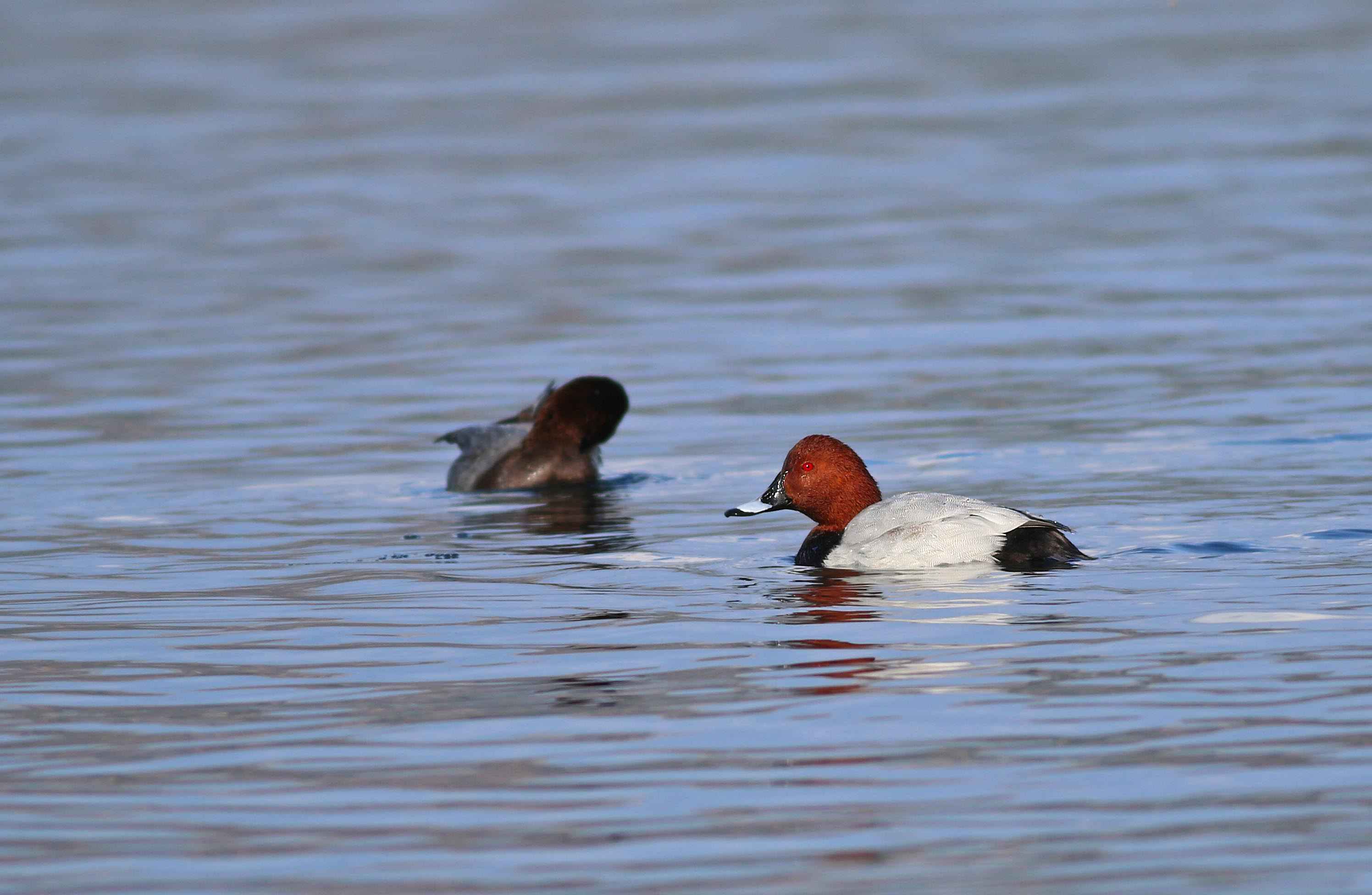 Common Pochard