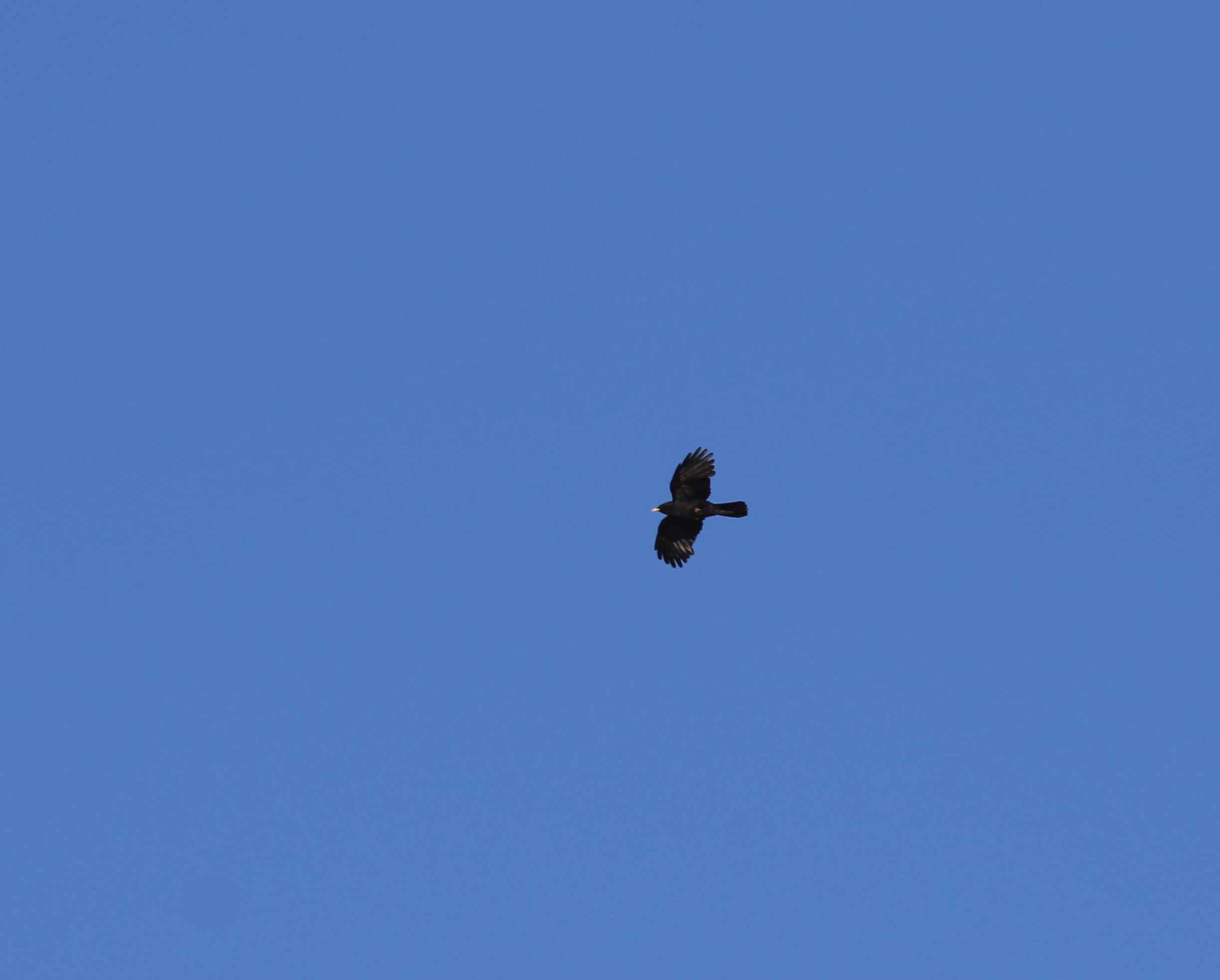 Yellow-billed Chough