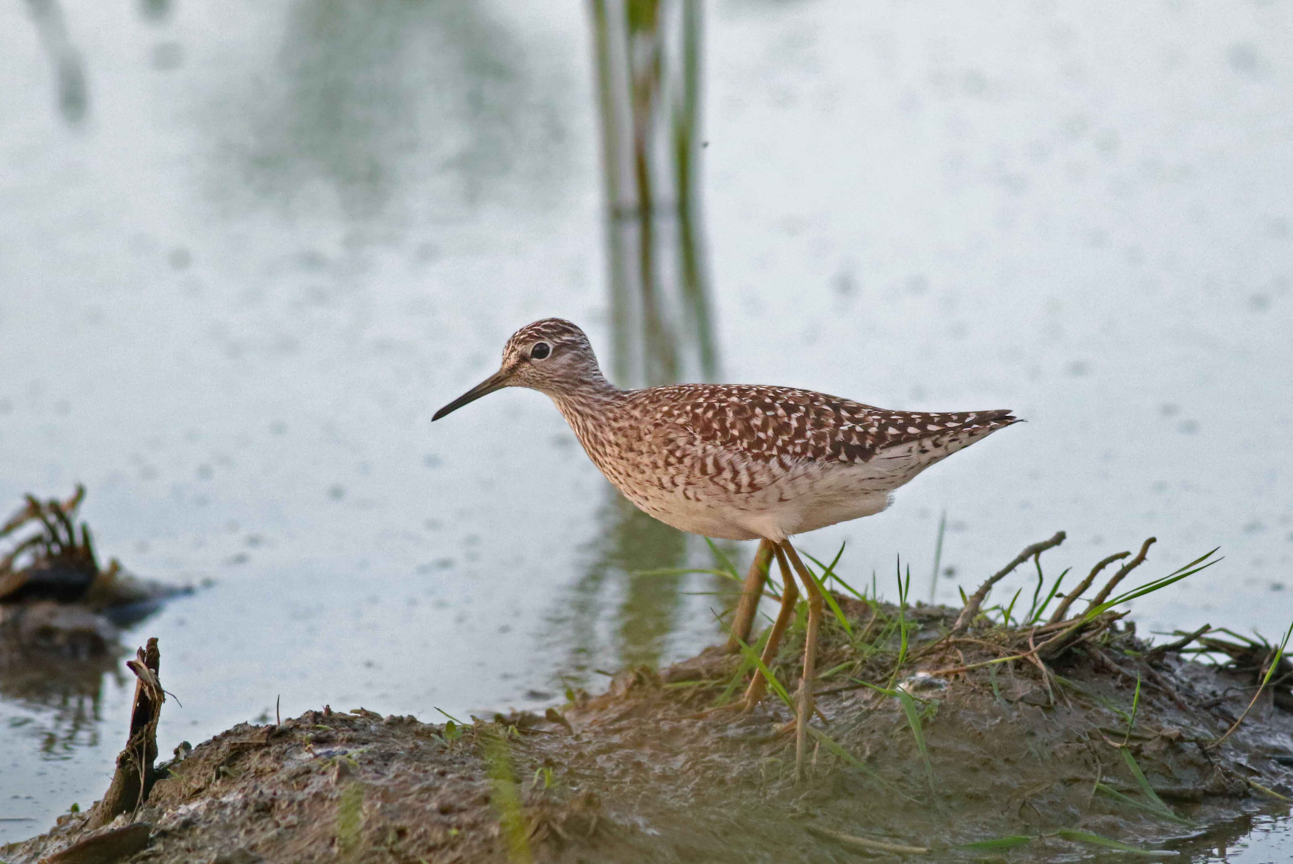 Wood Sandpiper