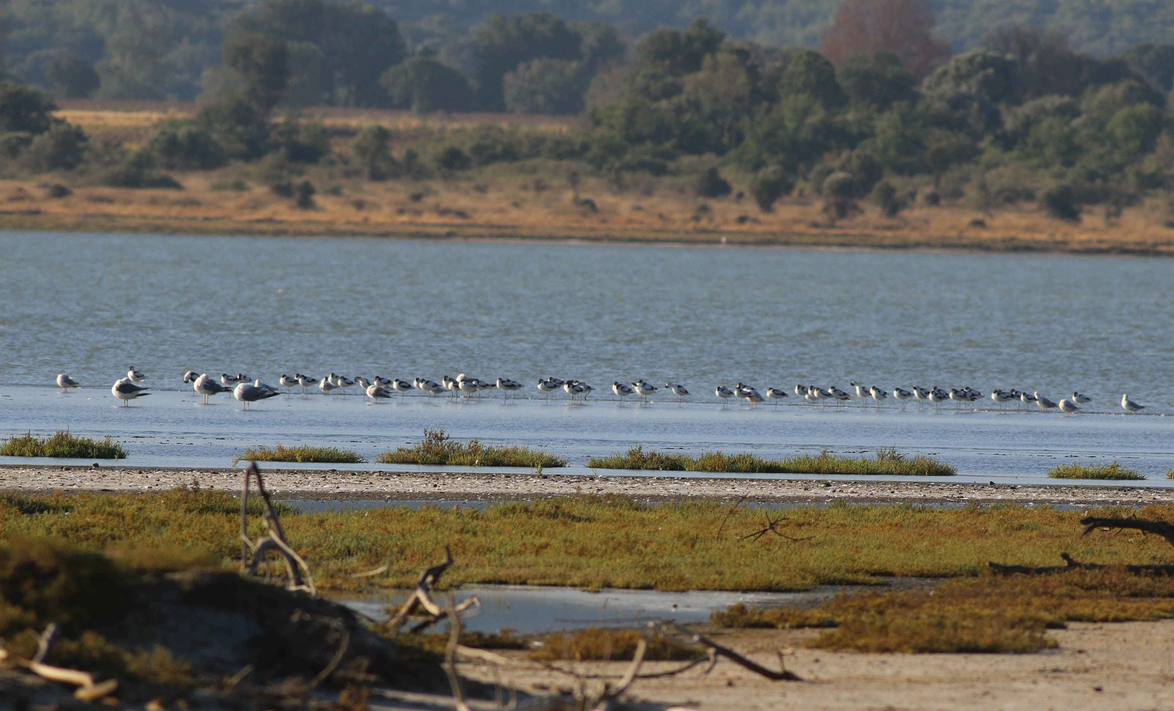 Pied Avocet