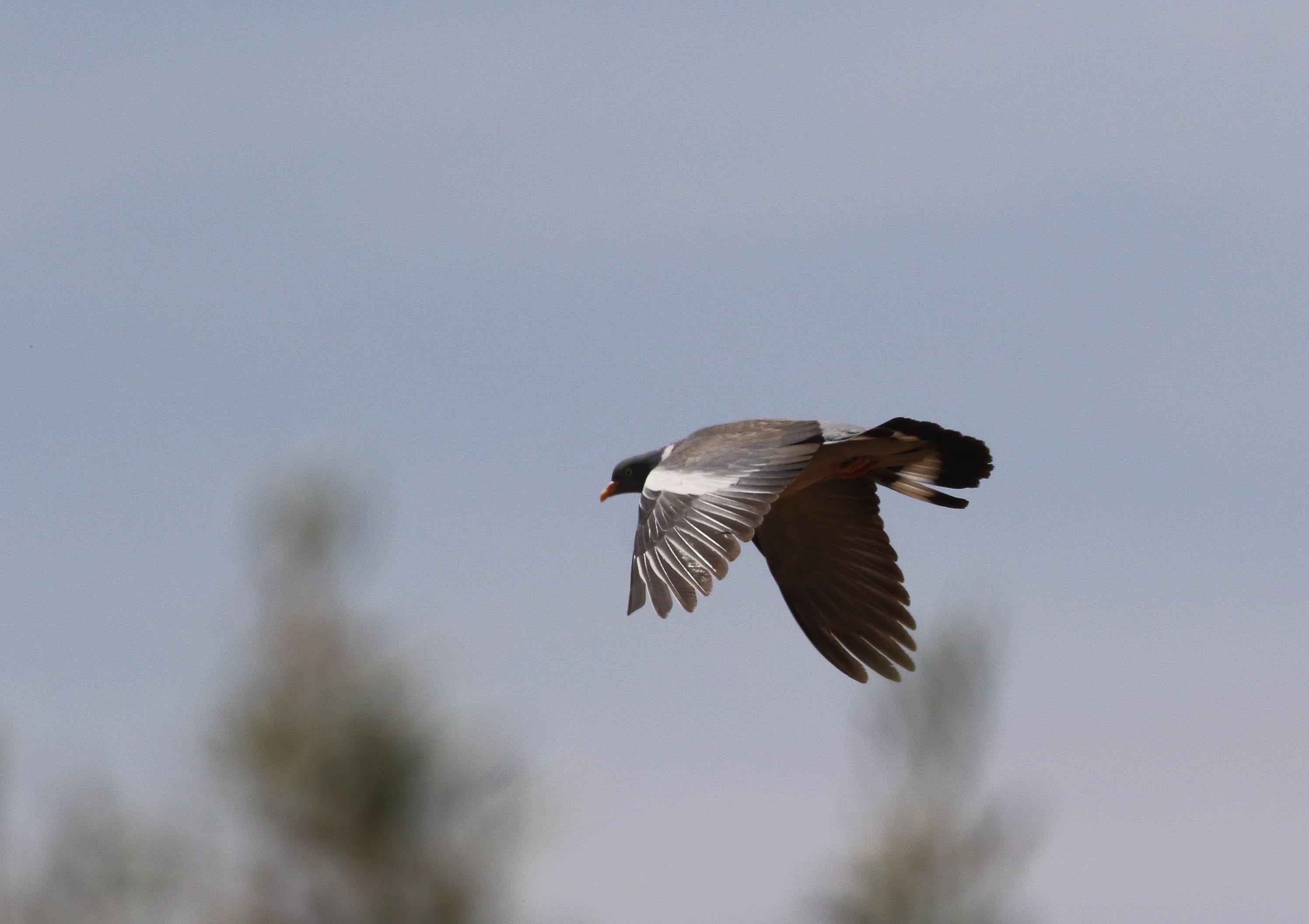 Common Wood-Pigeon