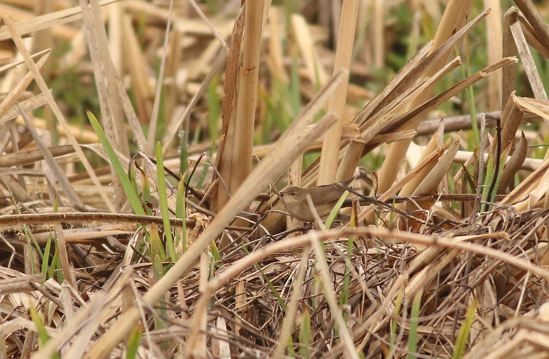 Savi's Warbler