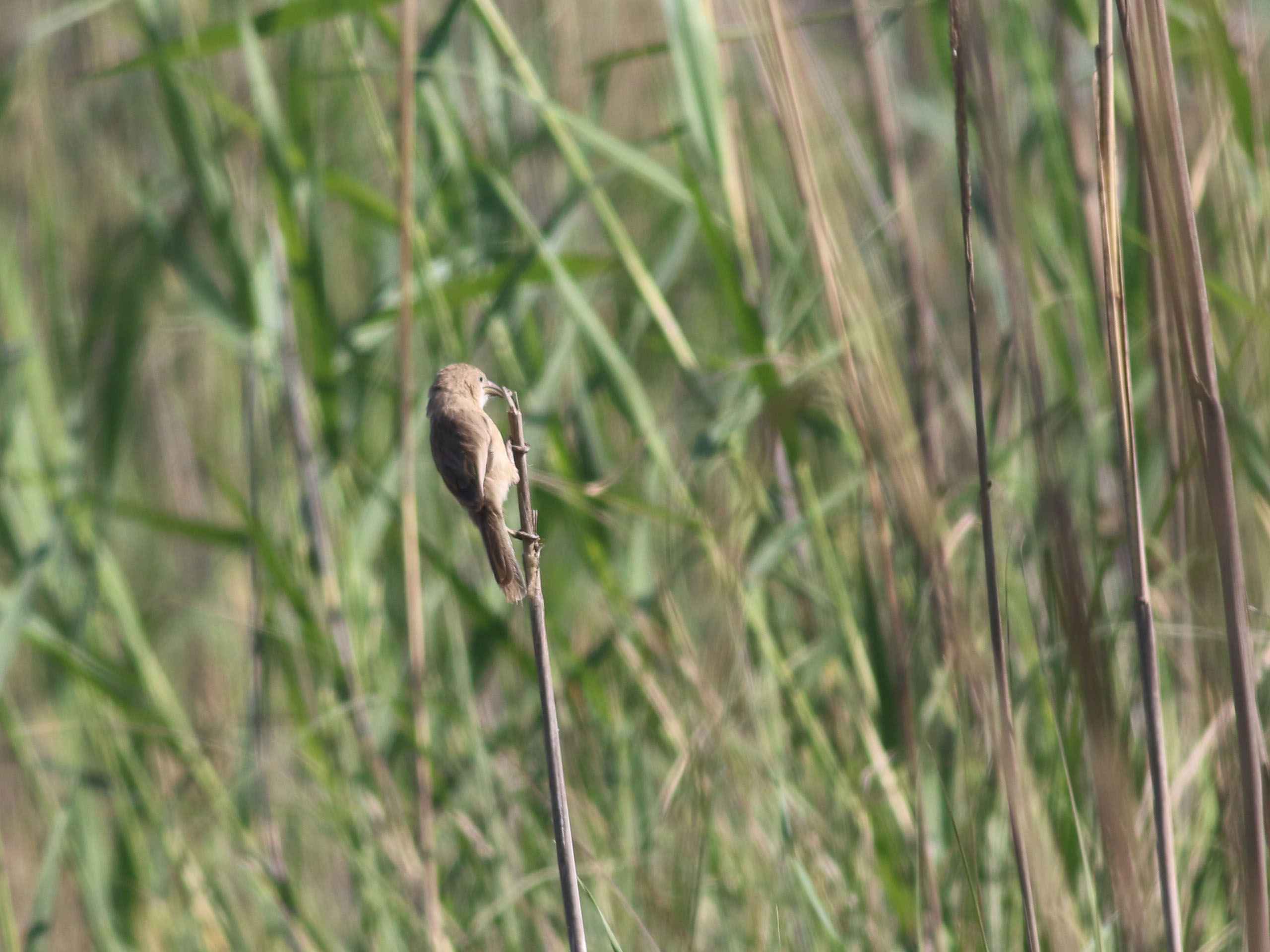 Iraq Babbler