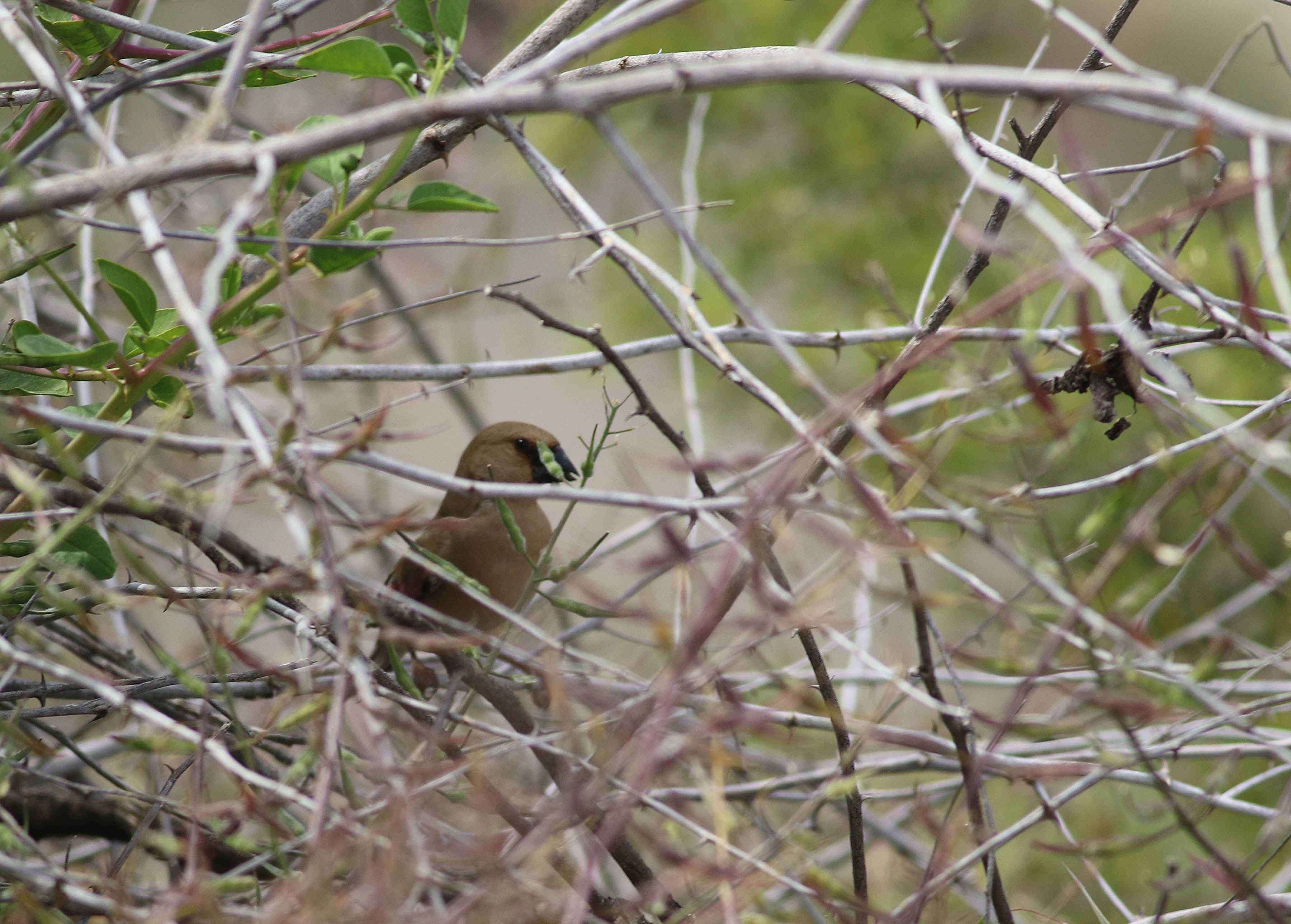 Desert Finch