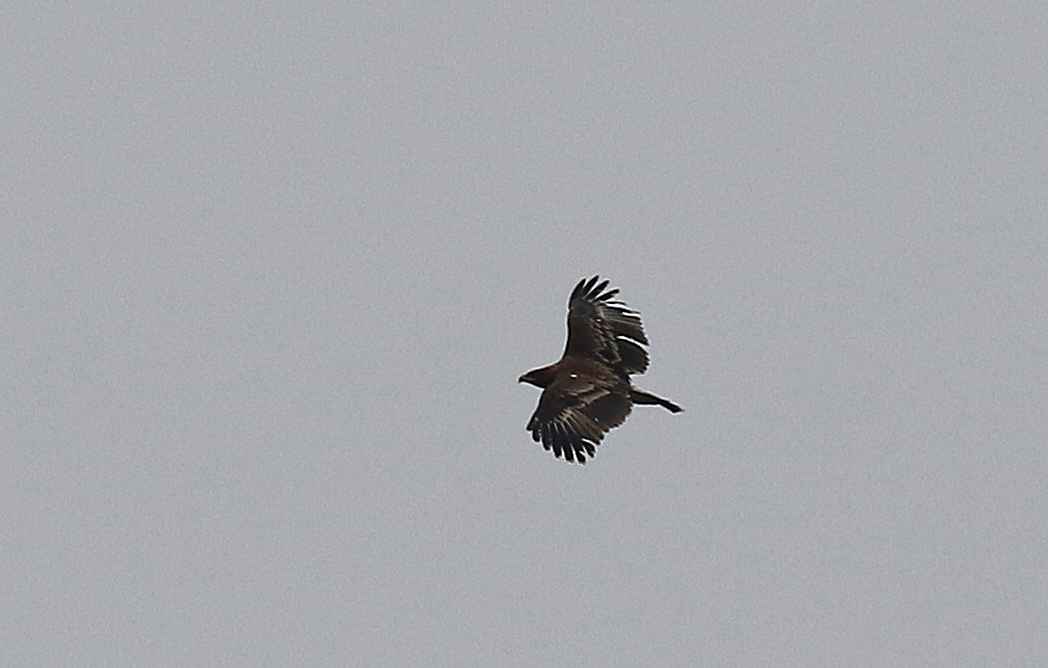 Greater Spotted Eagle