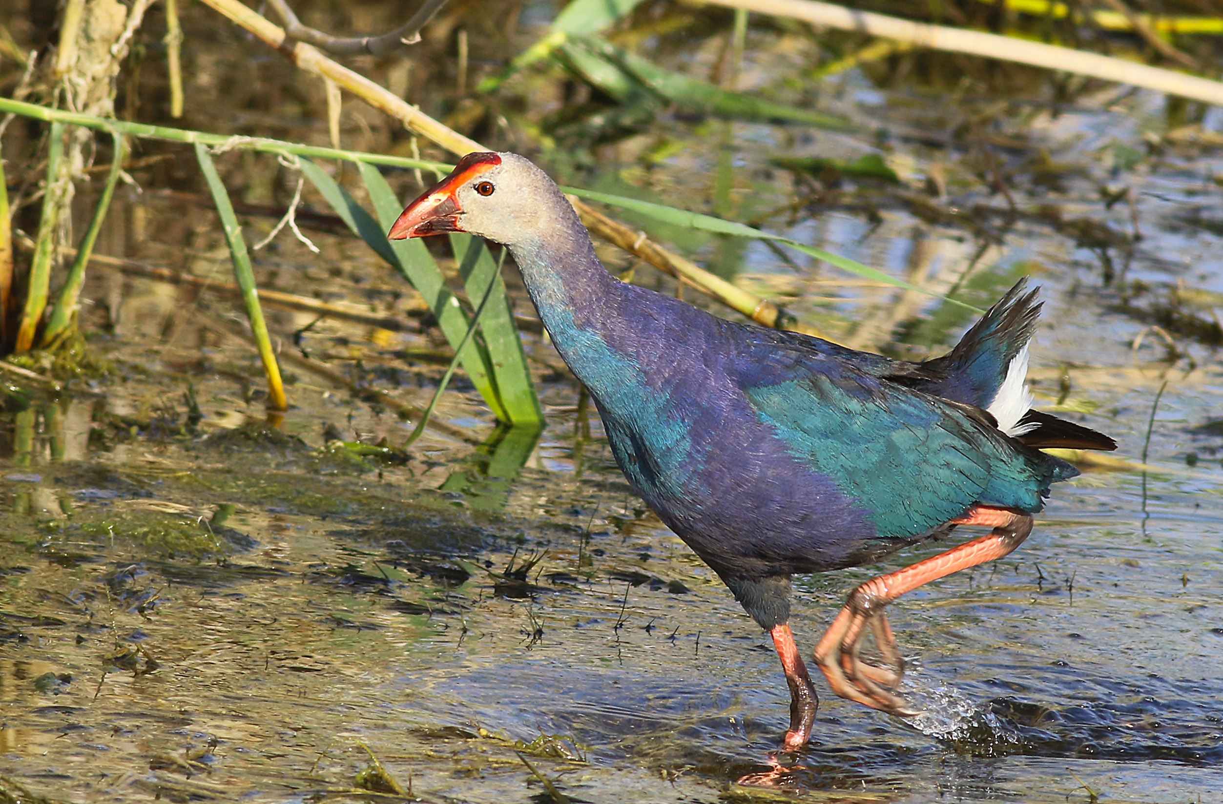Western Swamphen