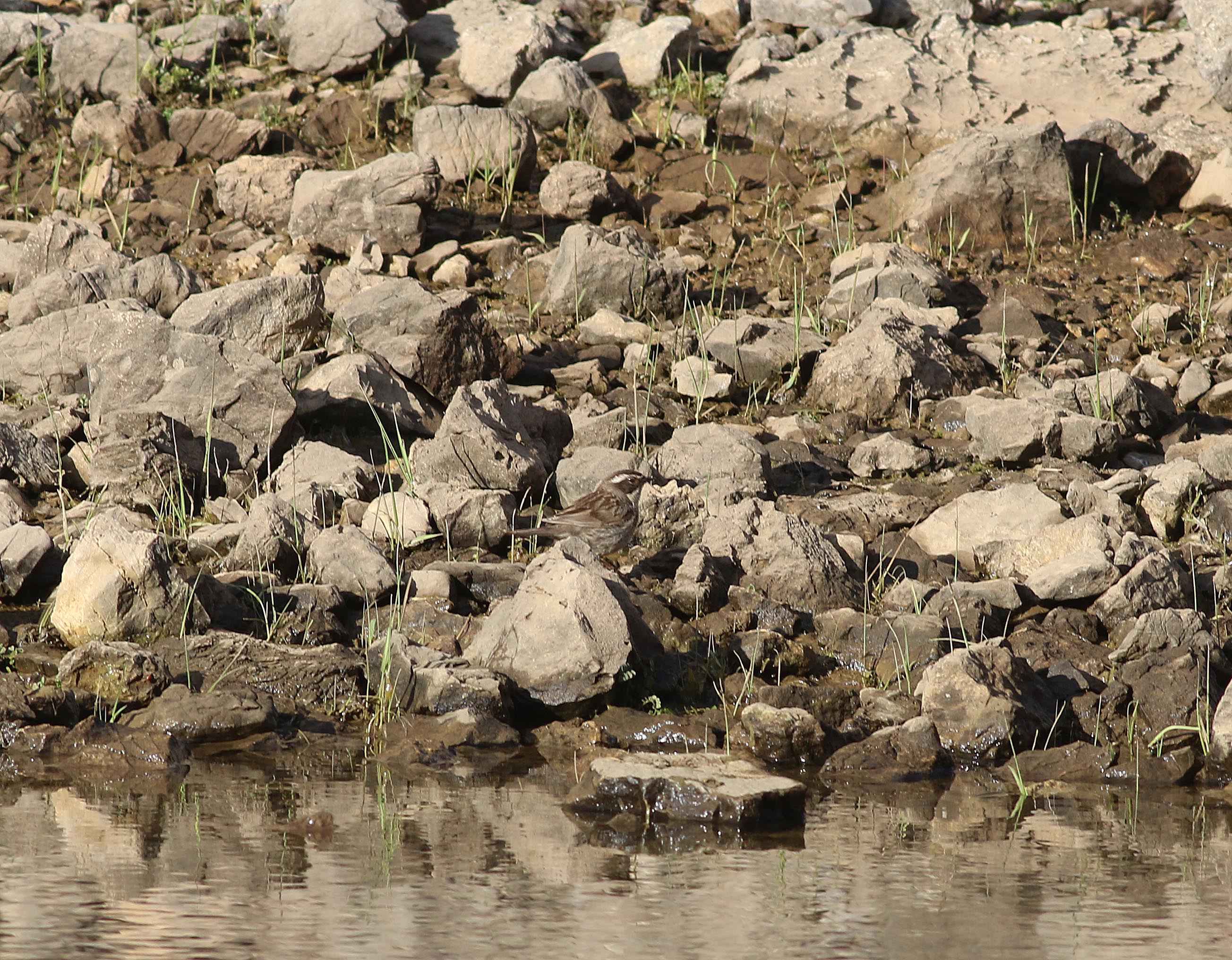 Radde's Accentor