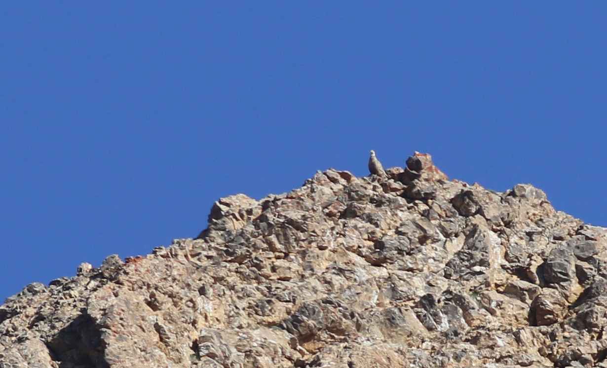 Caspian Snowcock