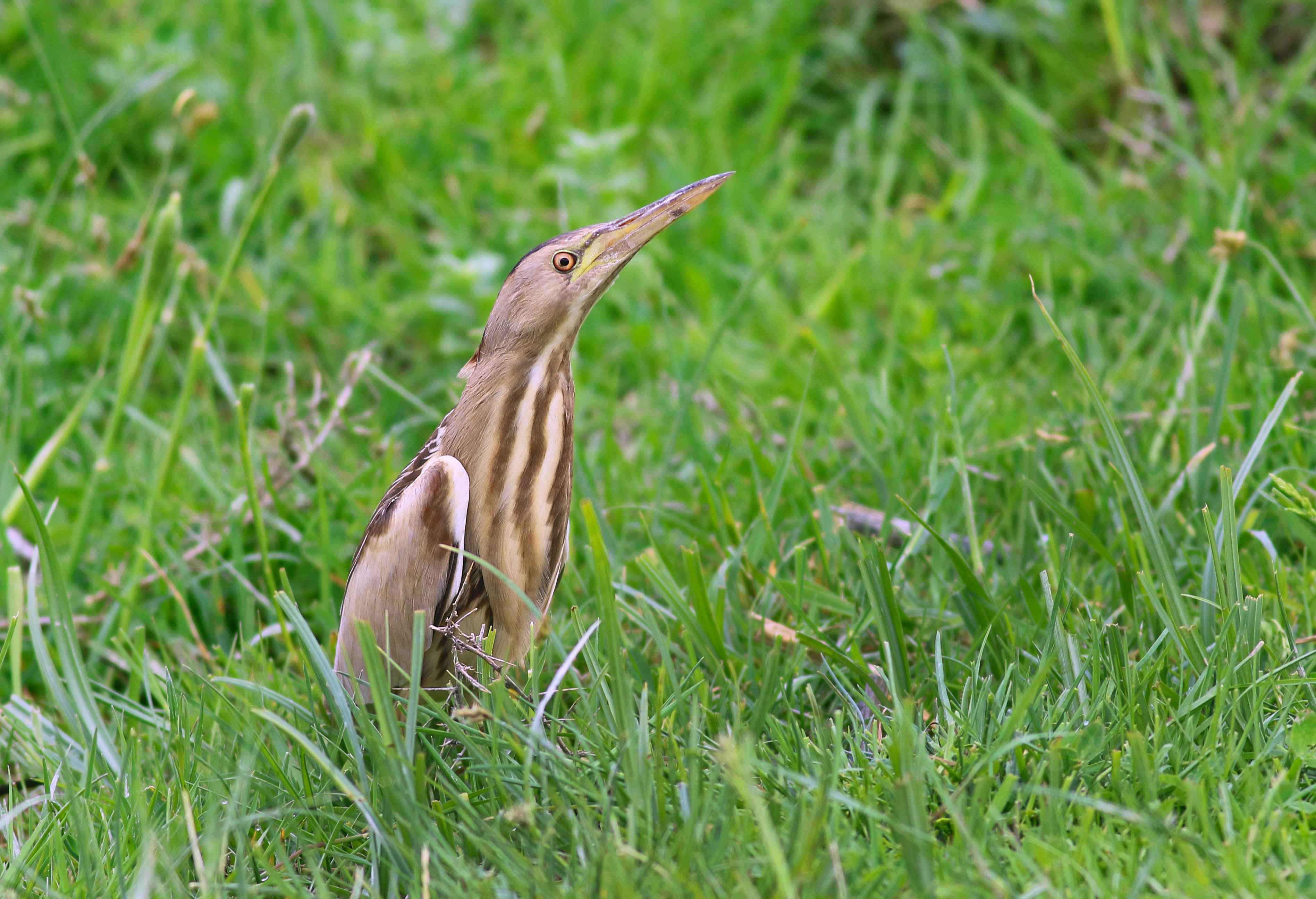 Little Bittern