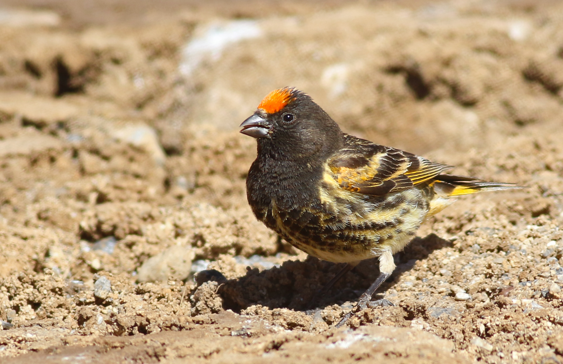 Fire-fronted Serin
