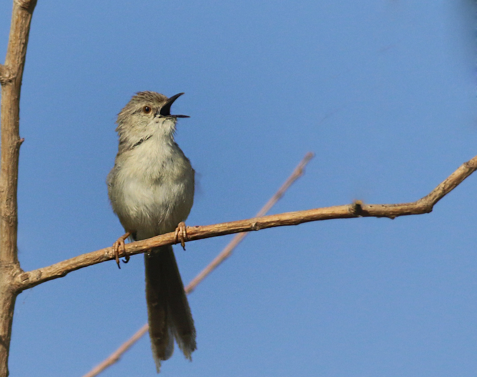 Graceful Prinia