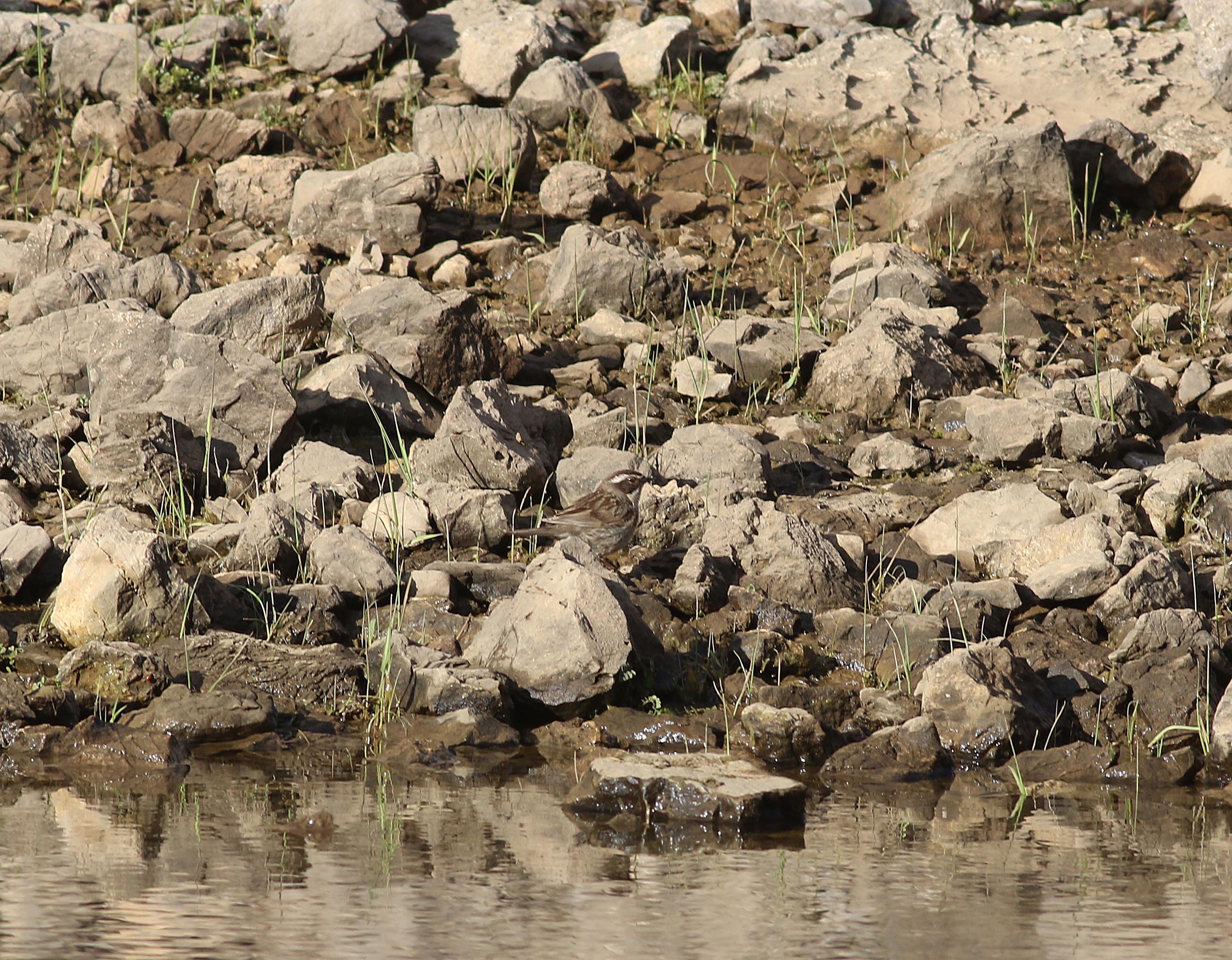Radde's Accentor