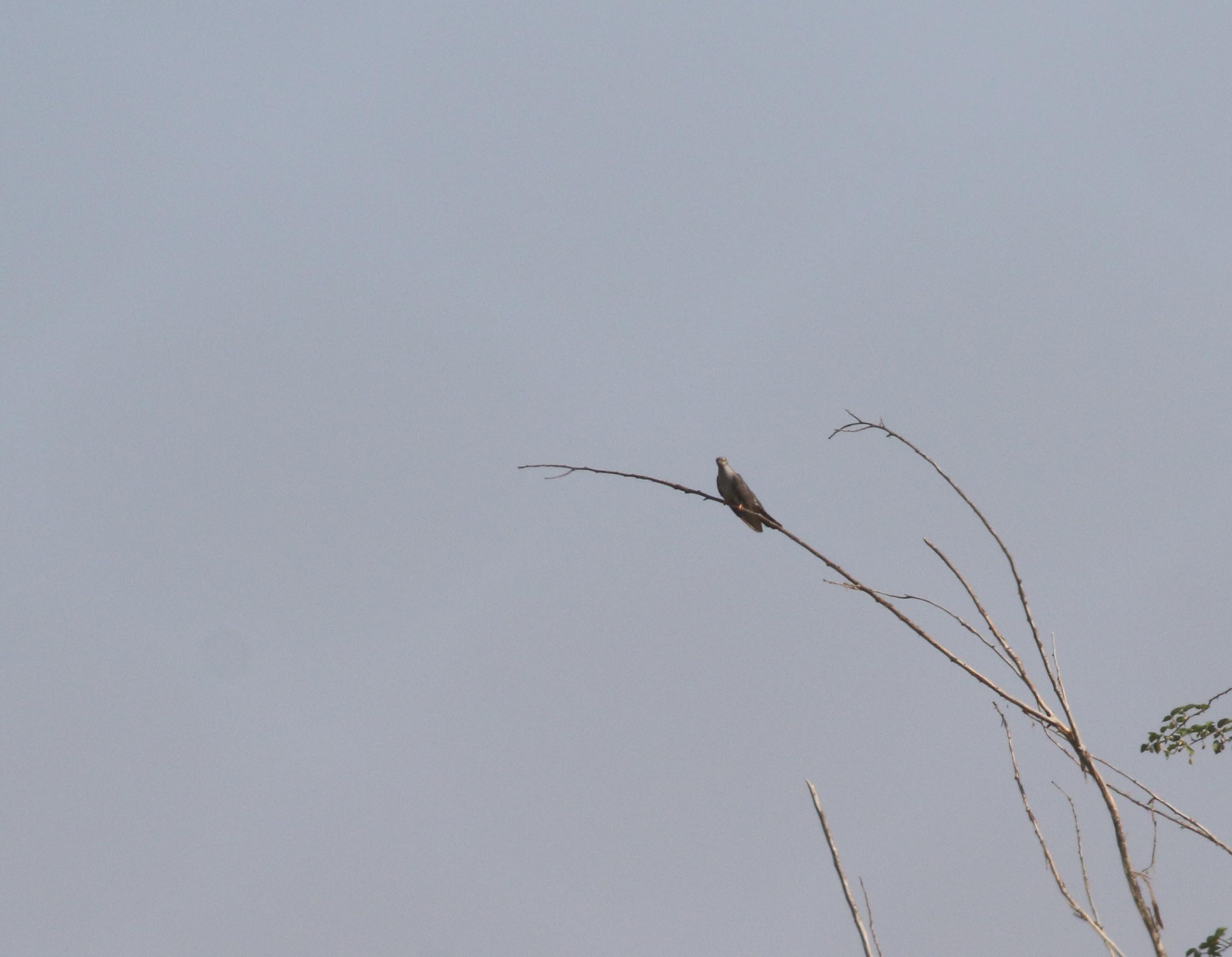 Common Cuckoo
