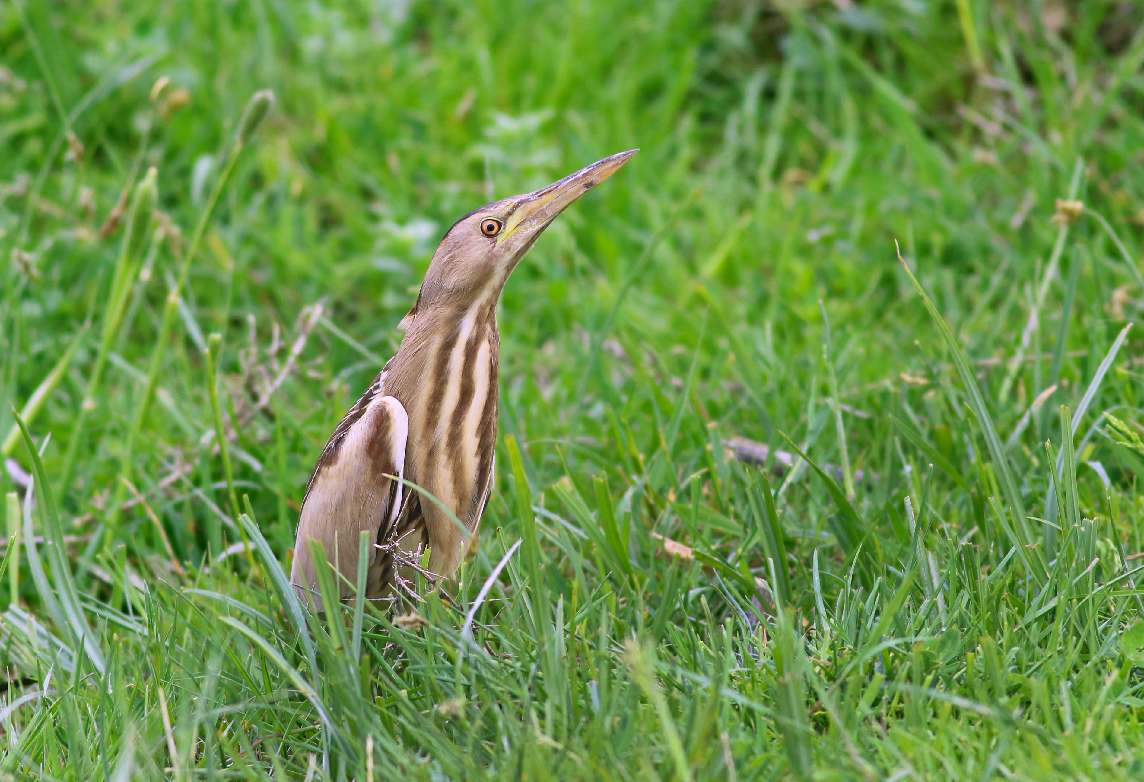 Little Bittern