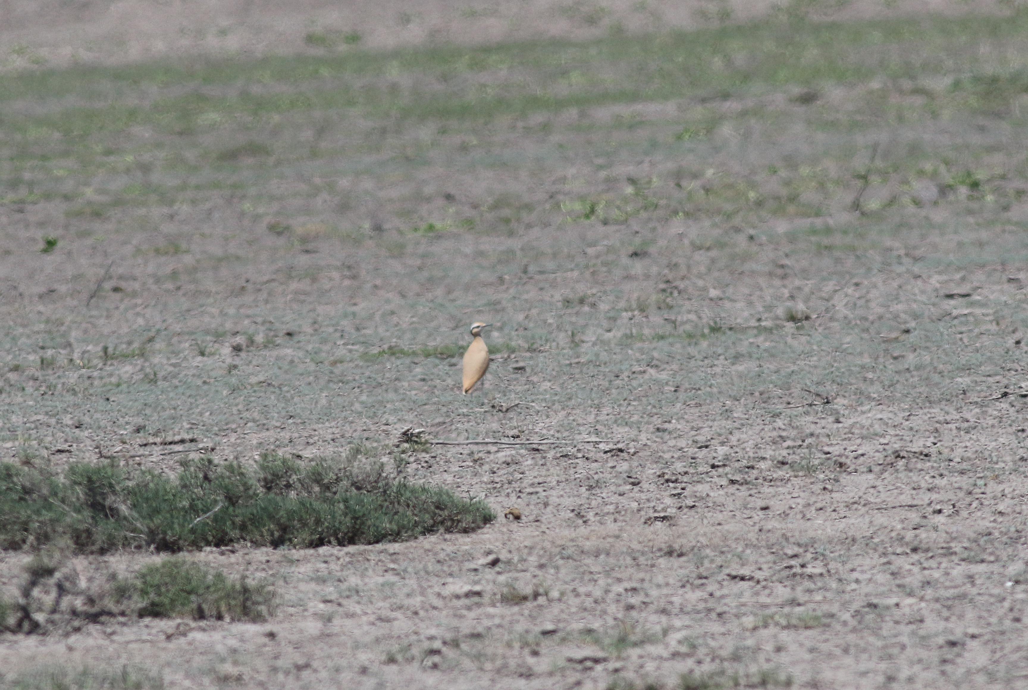 Cream-colored Courser