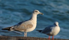Caspian Gull