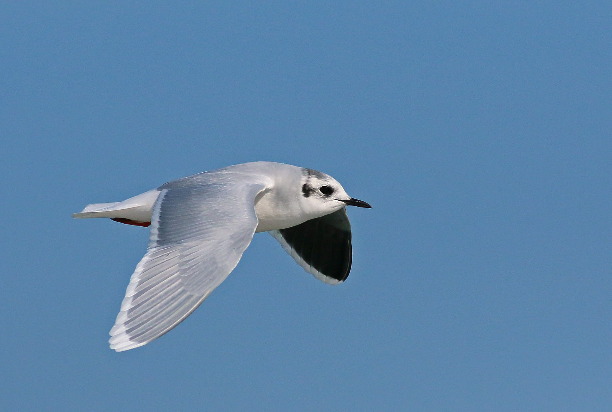 Little Gull