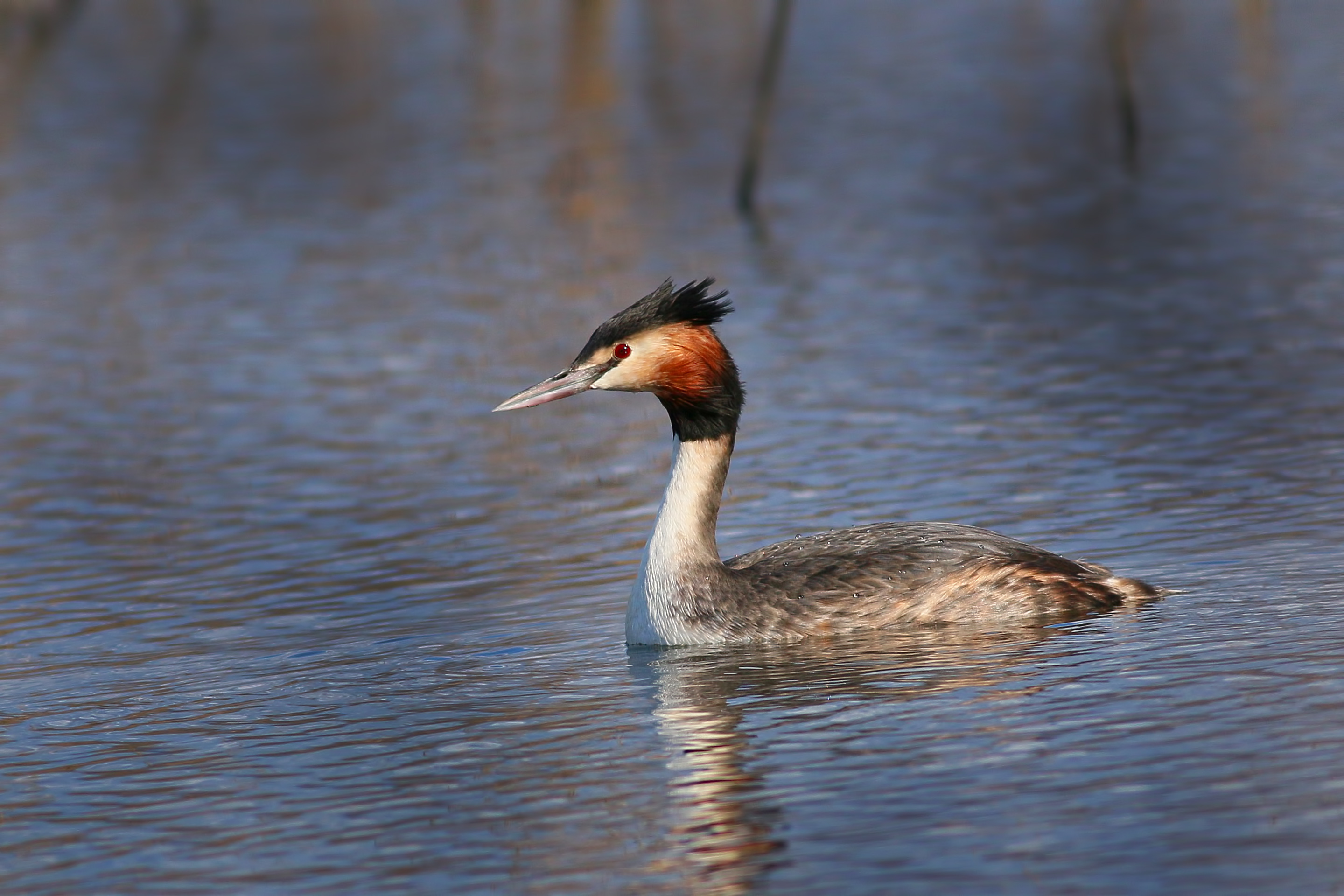 Great Crested Grebe