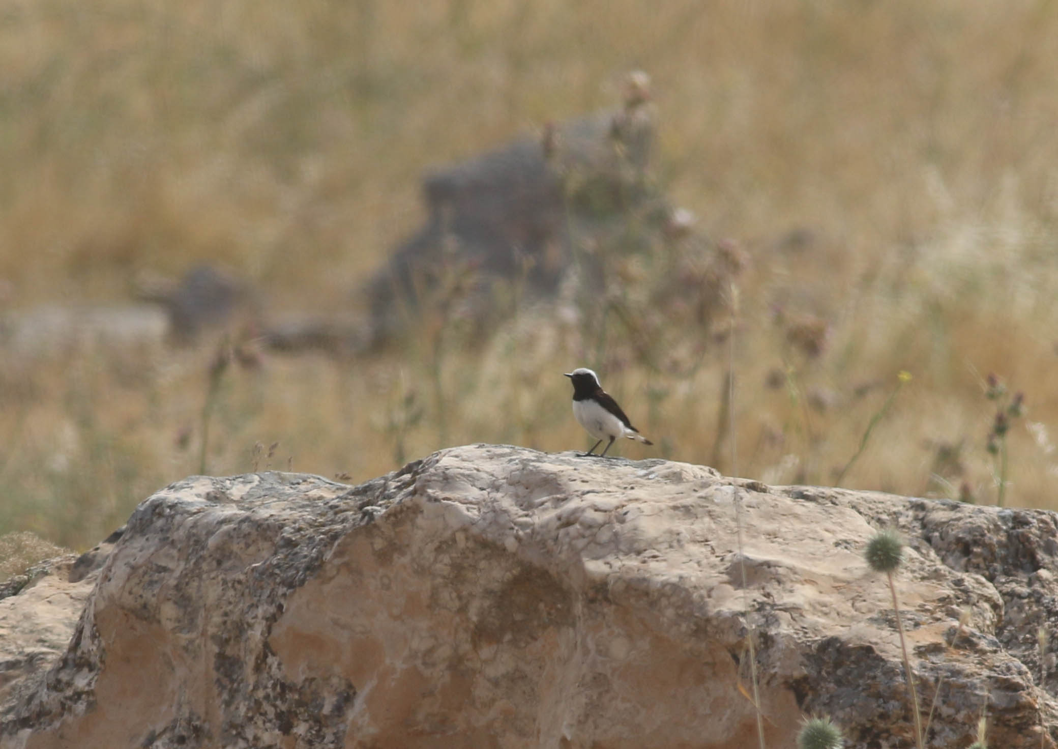 Finsch's Wheatear