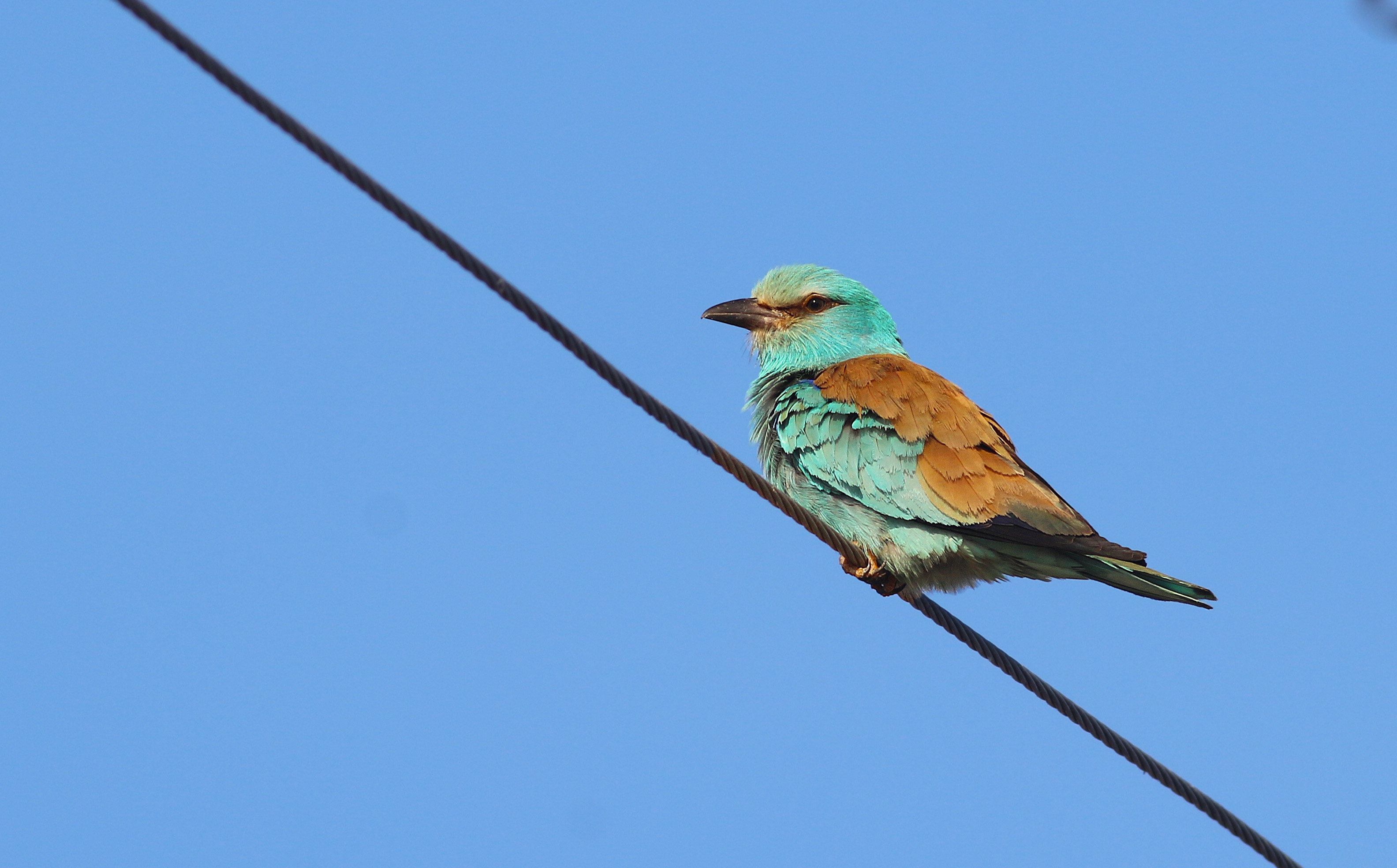 European Roller