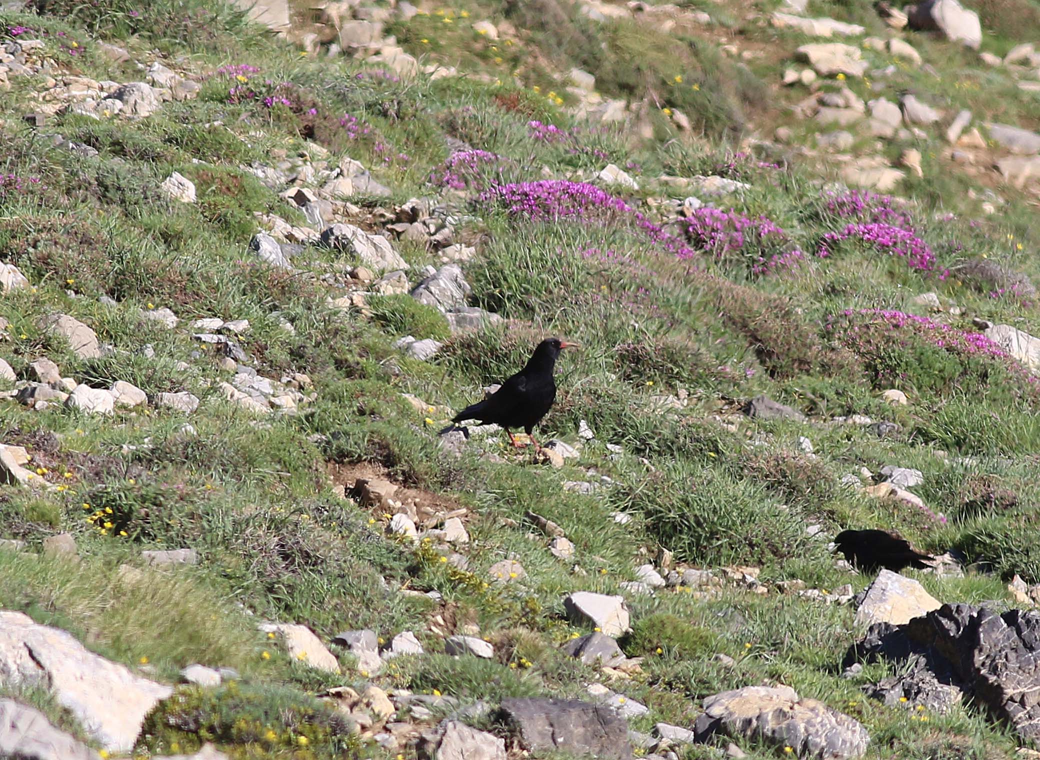 Red-billed Chough