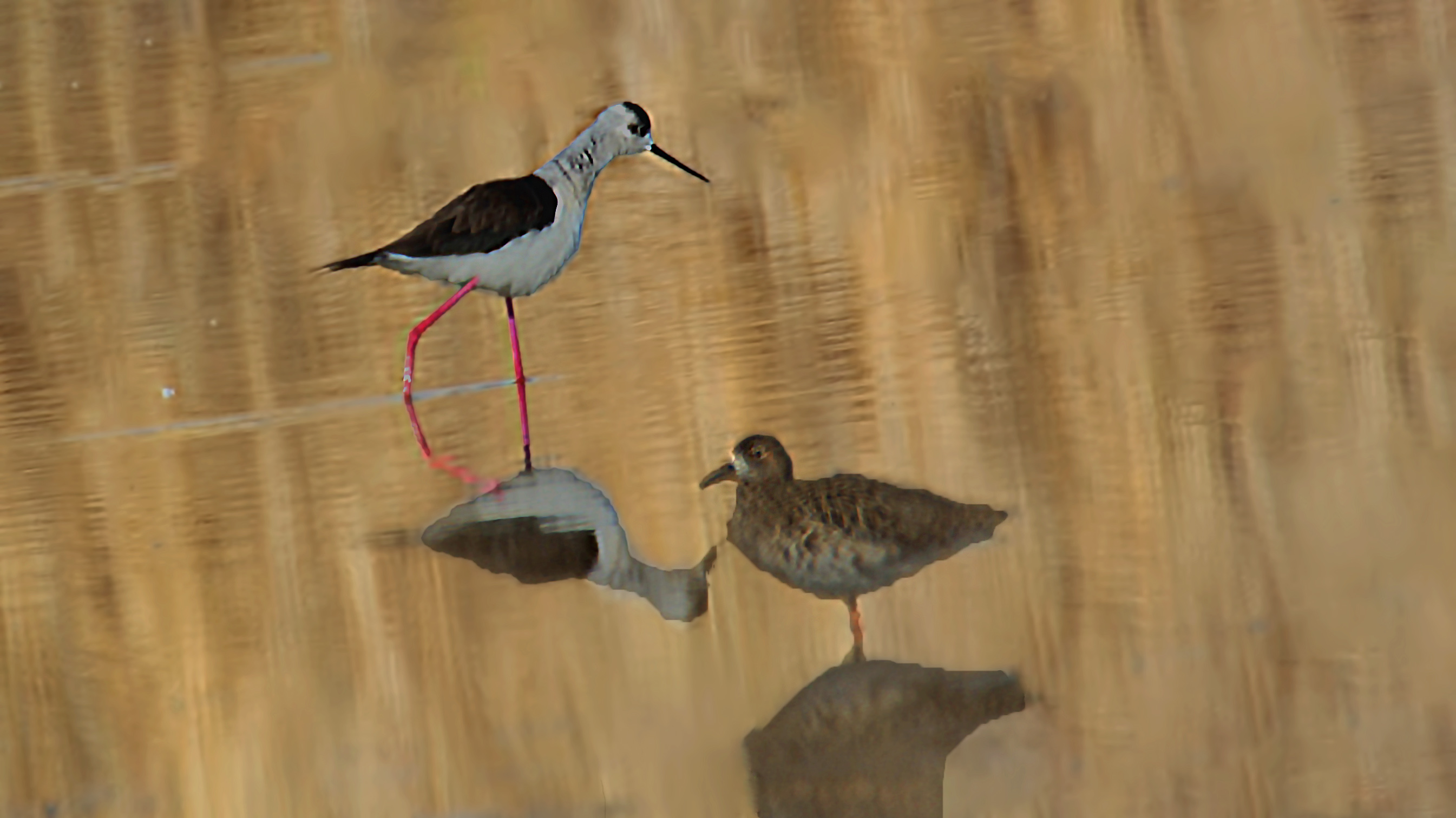 Black-winged Stilt — Ana fotoğraf