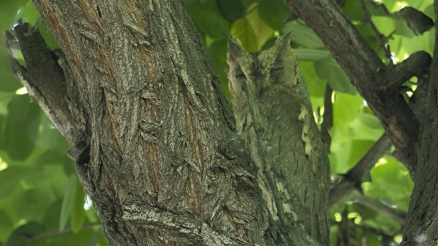 Pallid Scops-Owl