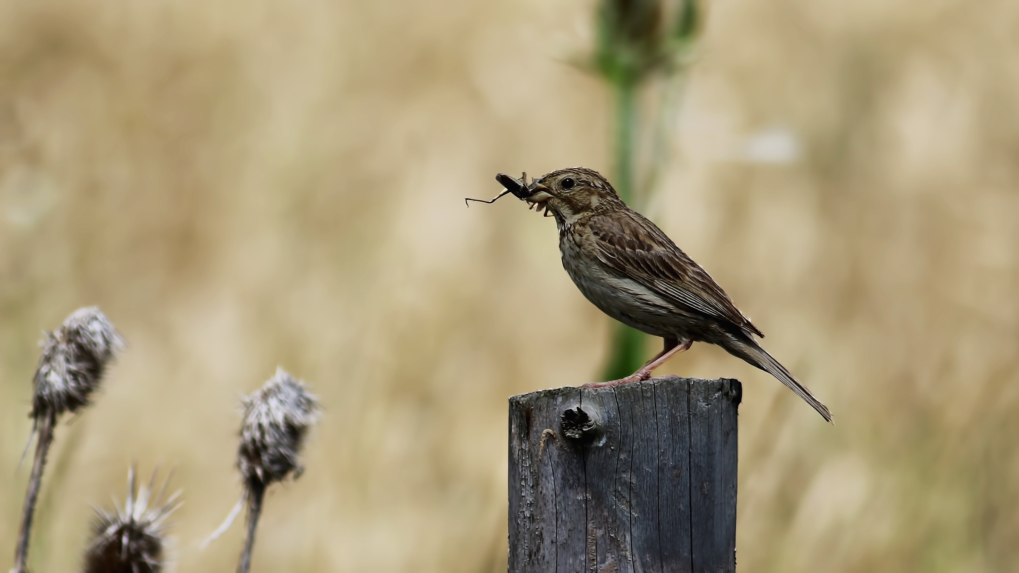 Corn Bunting