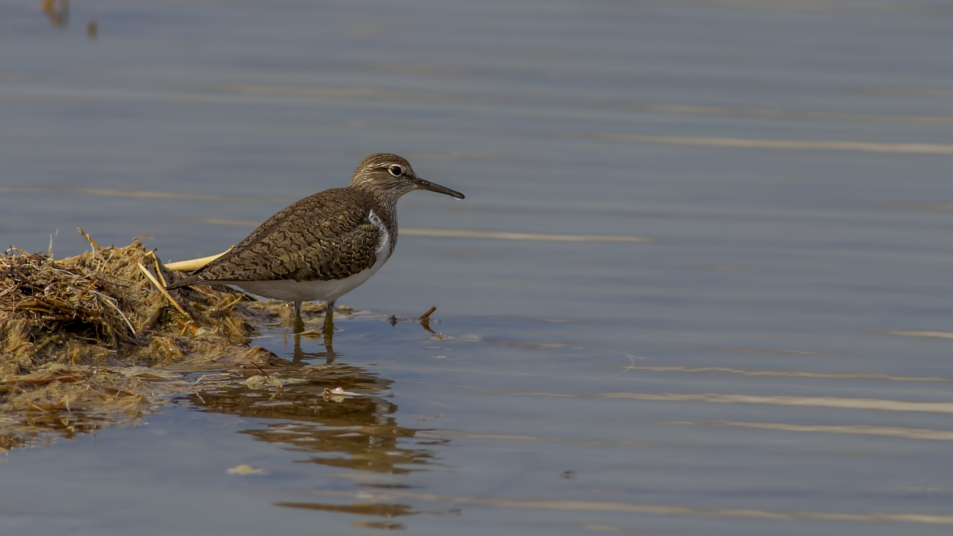 Common Sandpiper