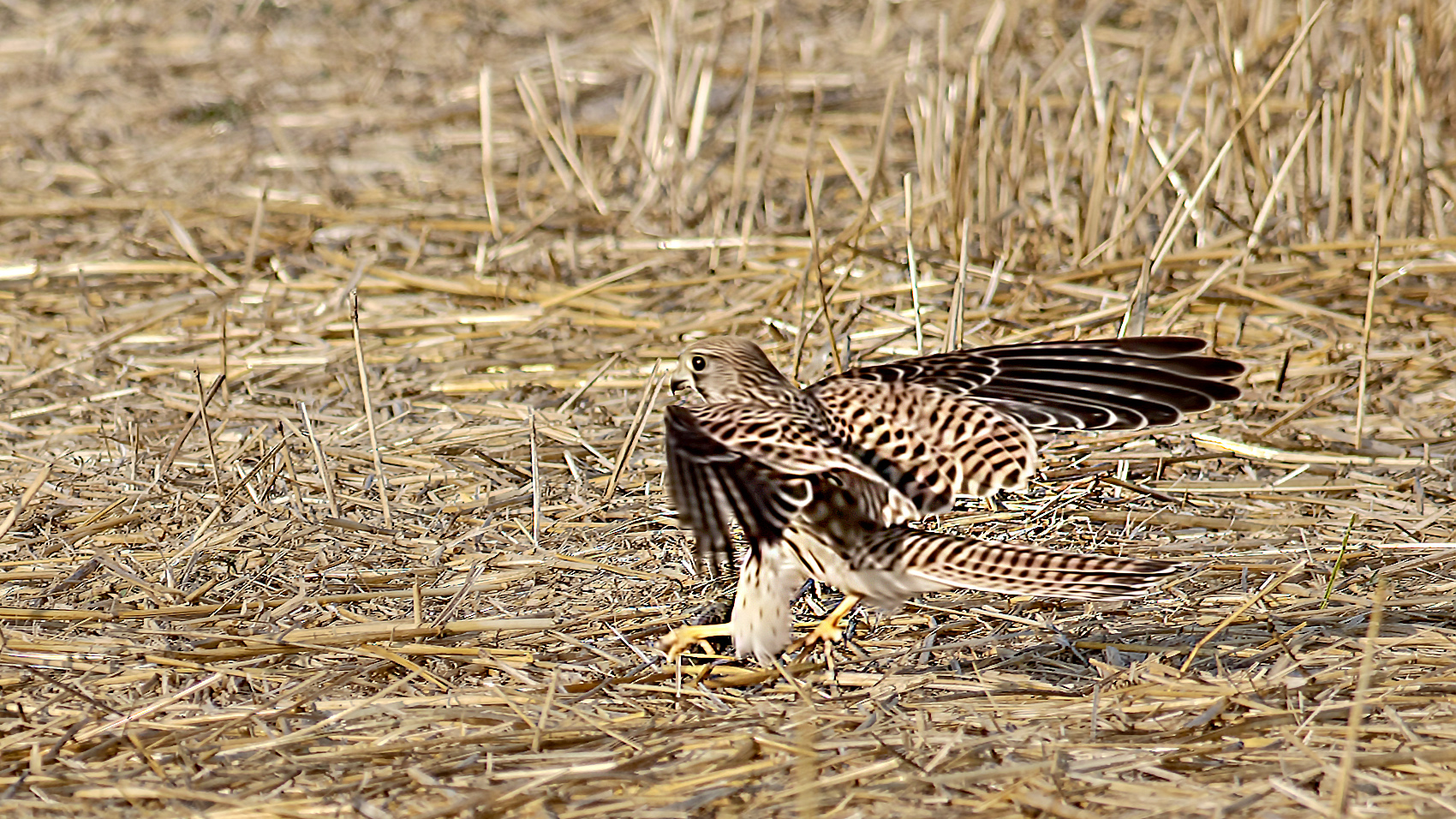 Eurasian Kestrel