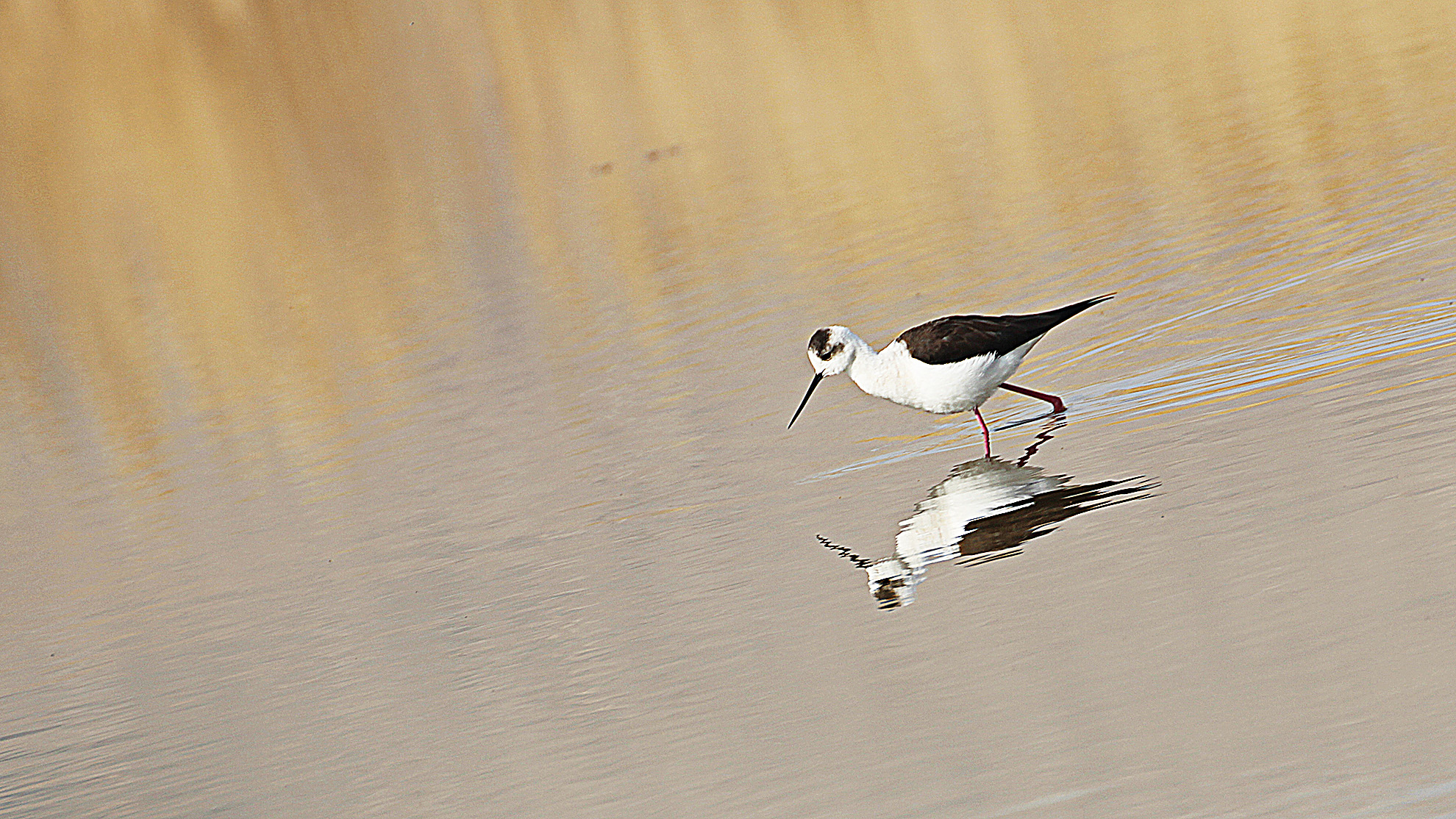 Black-winged Stilt