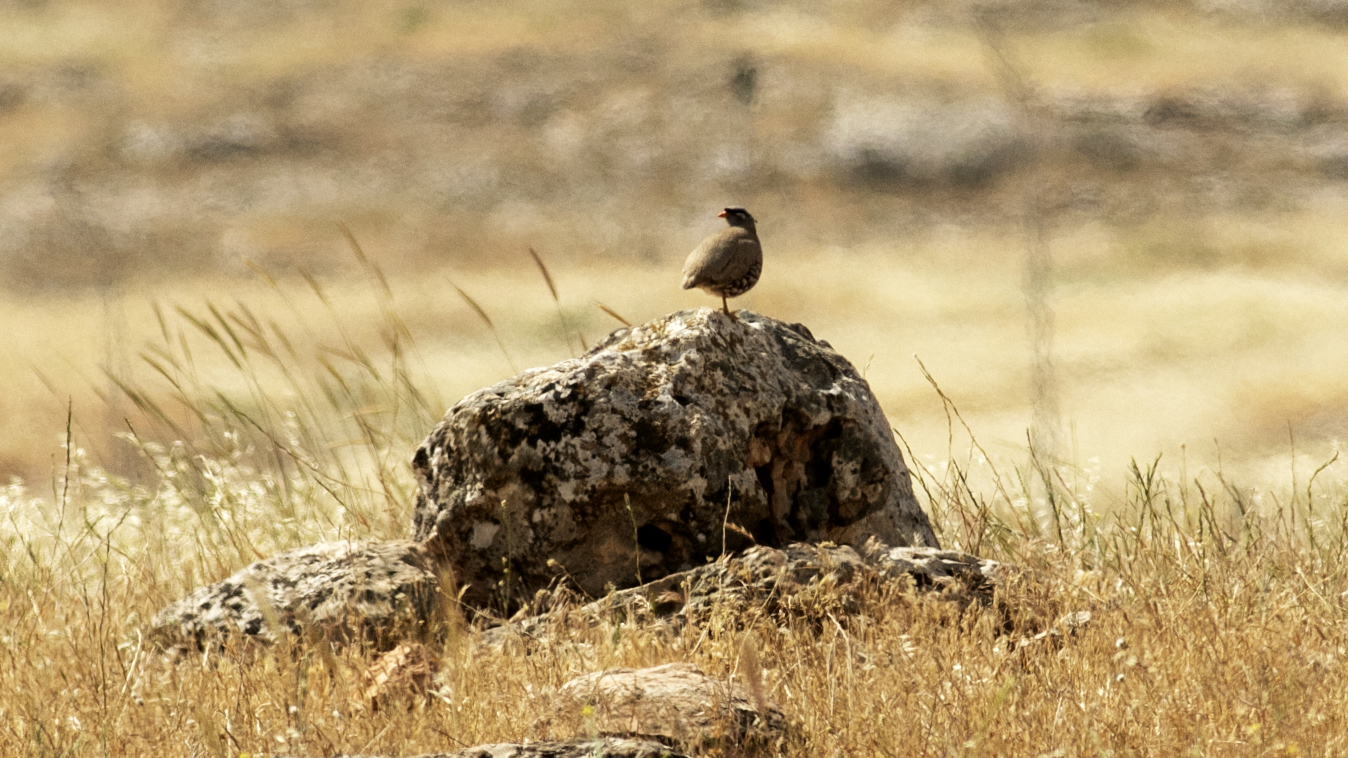 See-see Partridge