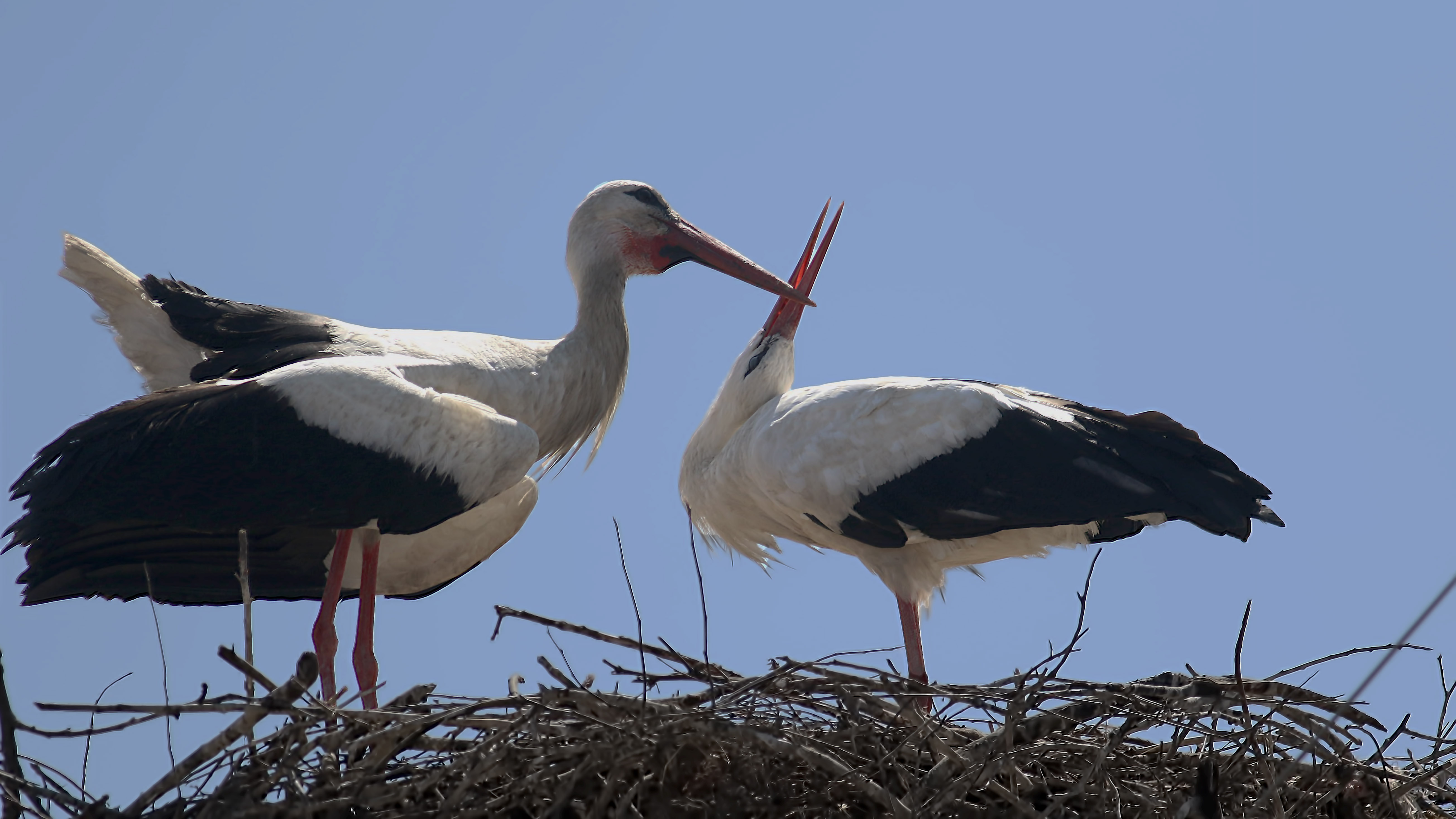 White Stork